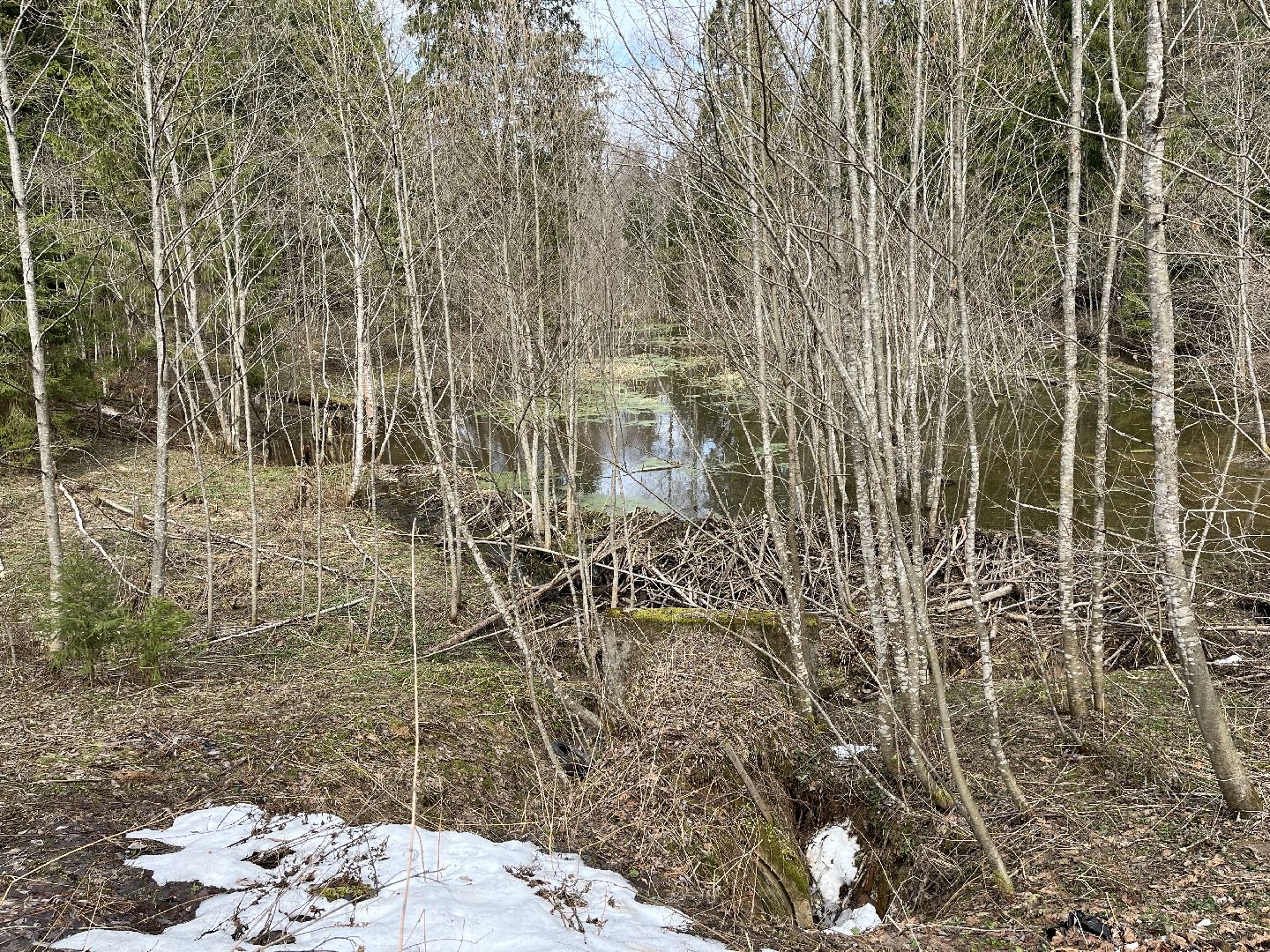 Шаховская, бобры, экология