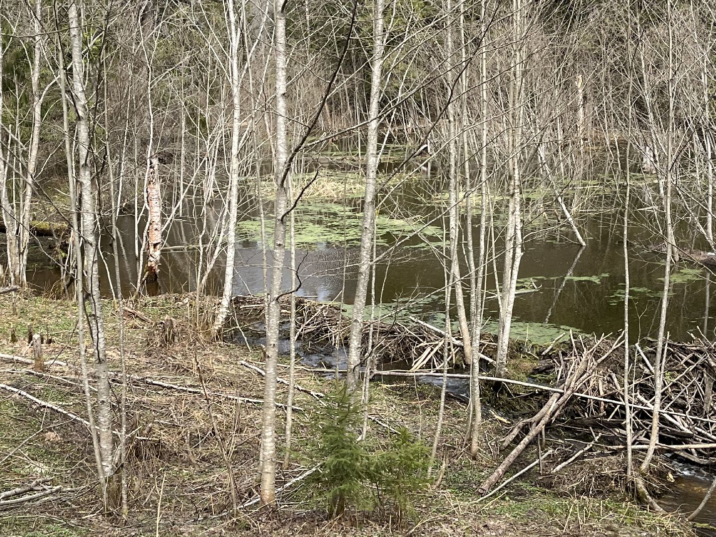 Шаховская, бобры, экология