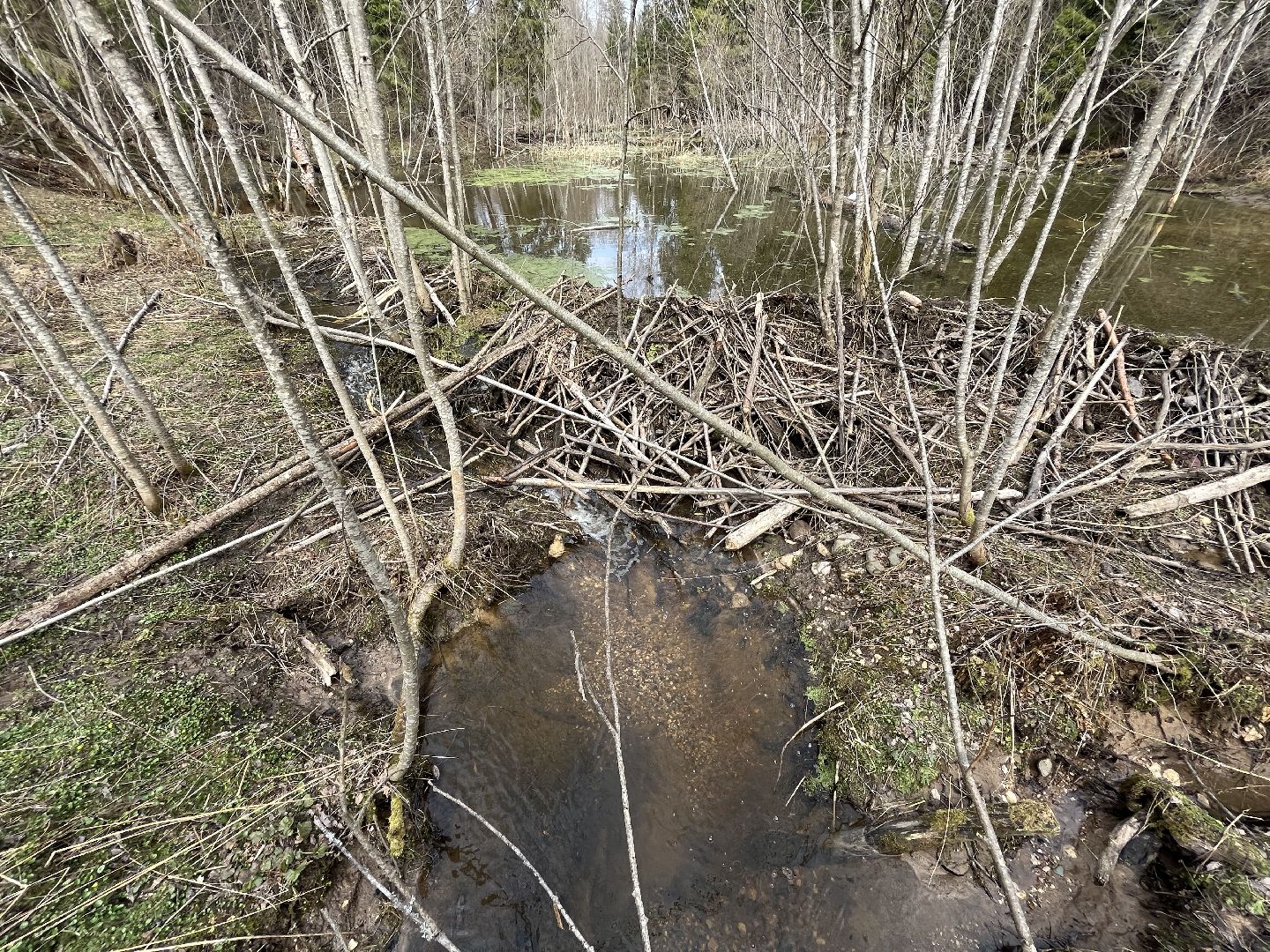 Шаховская, бобры, экология