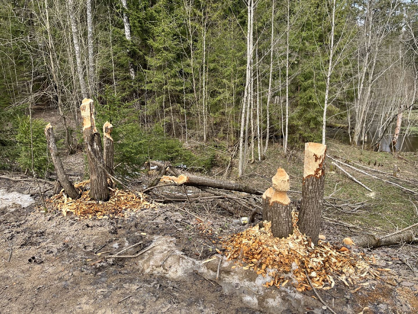 Шаховская, бобры, экология