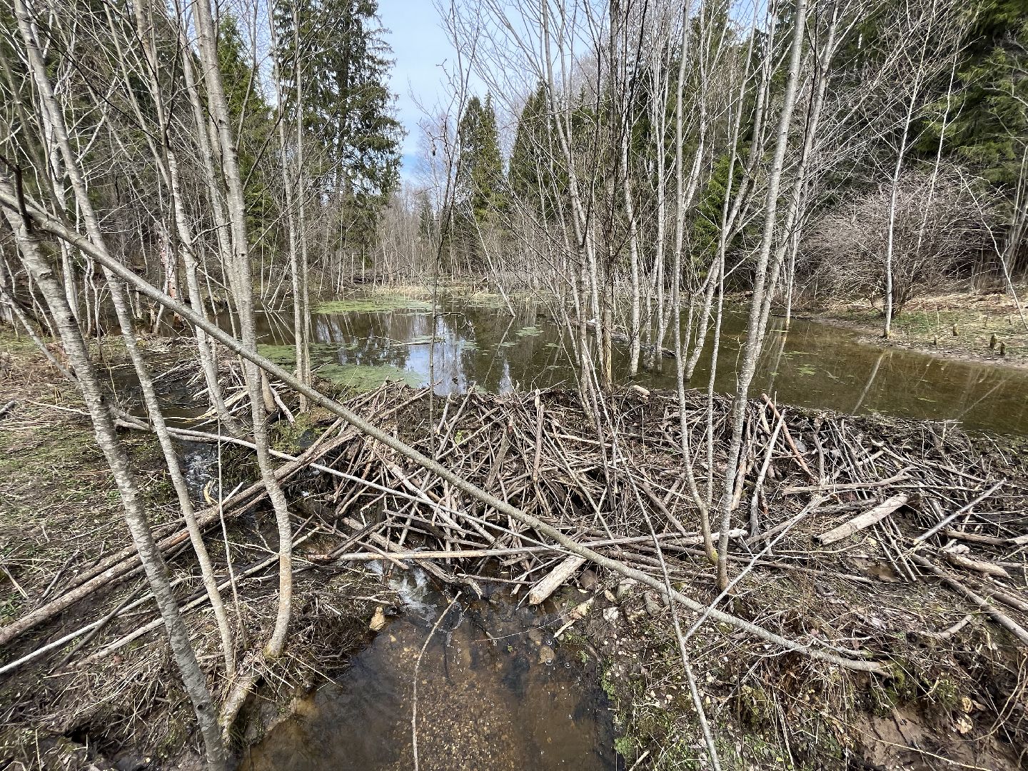 Шаховская, бобры, экология