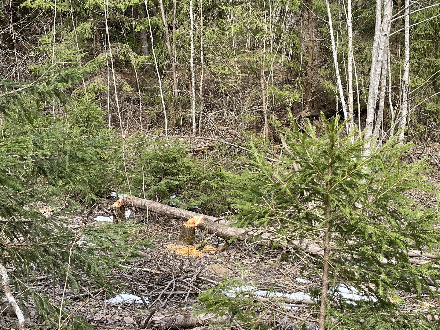 Шаховская, бобры, экология