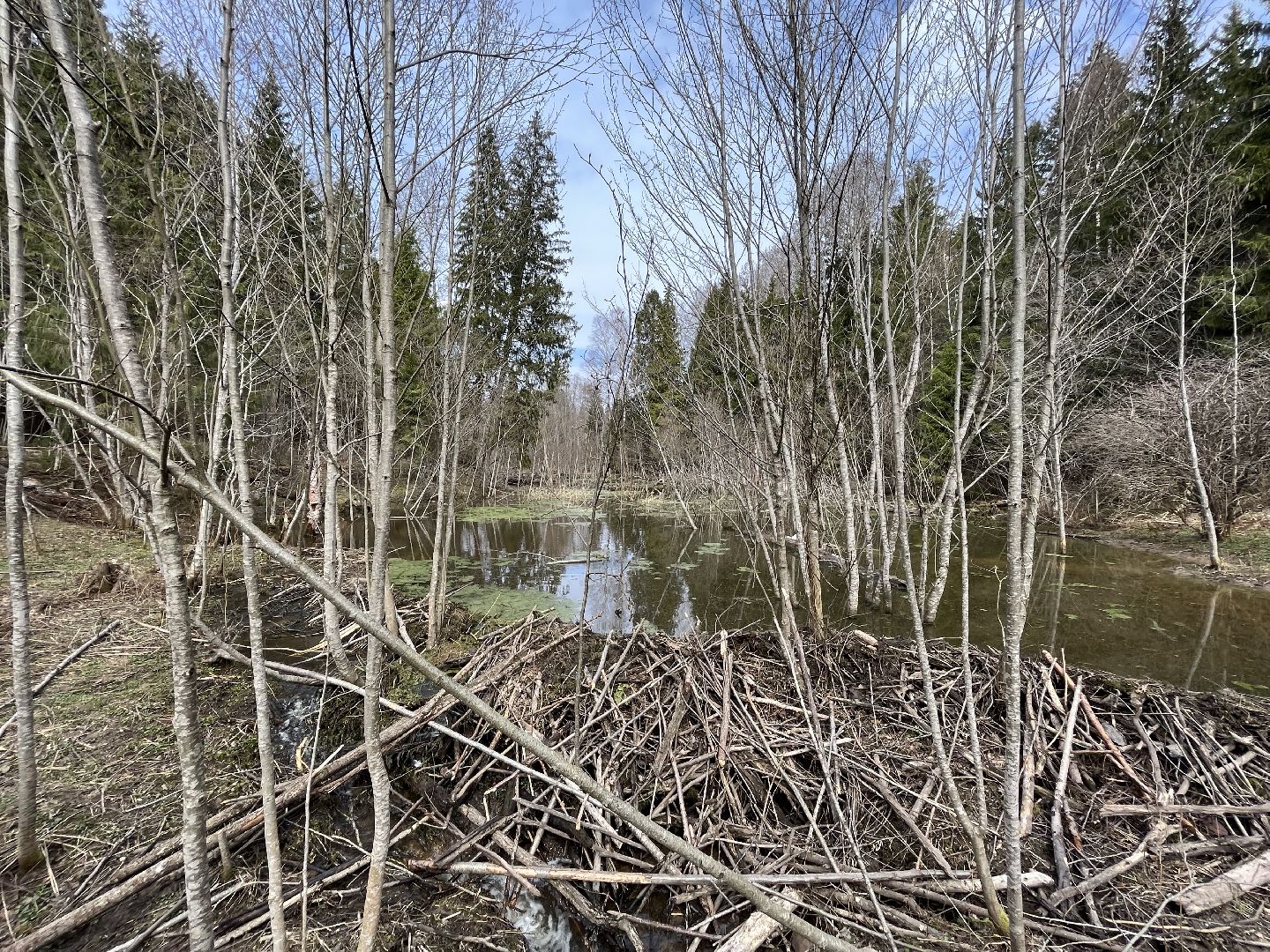 Шаховская, бобры, экология