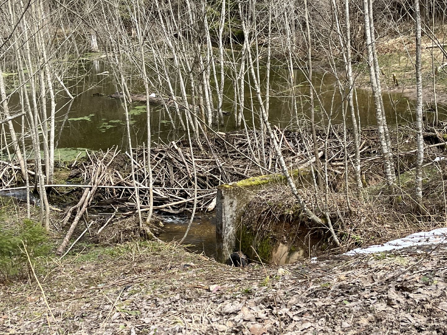 Шаховская, бобры, экология