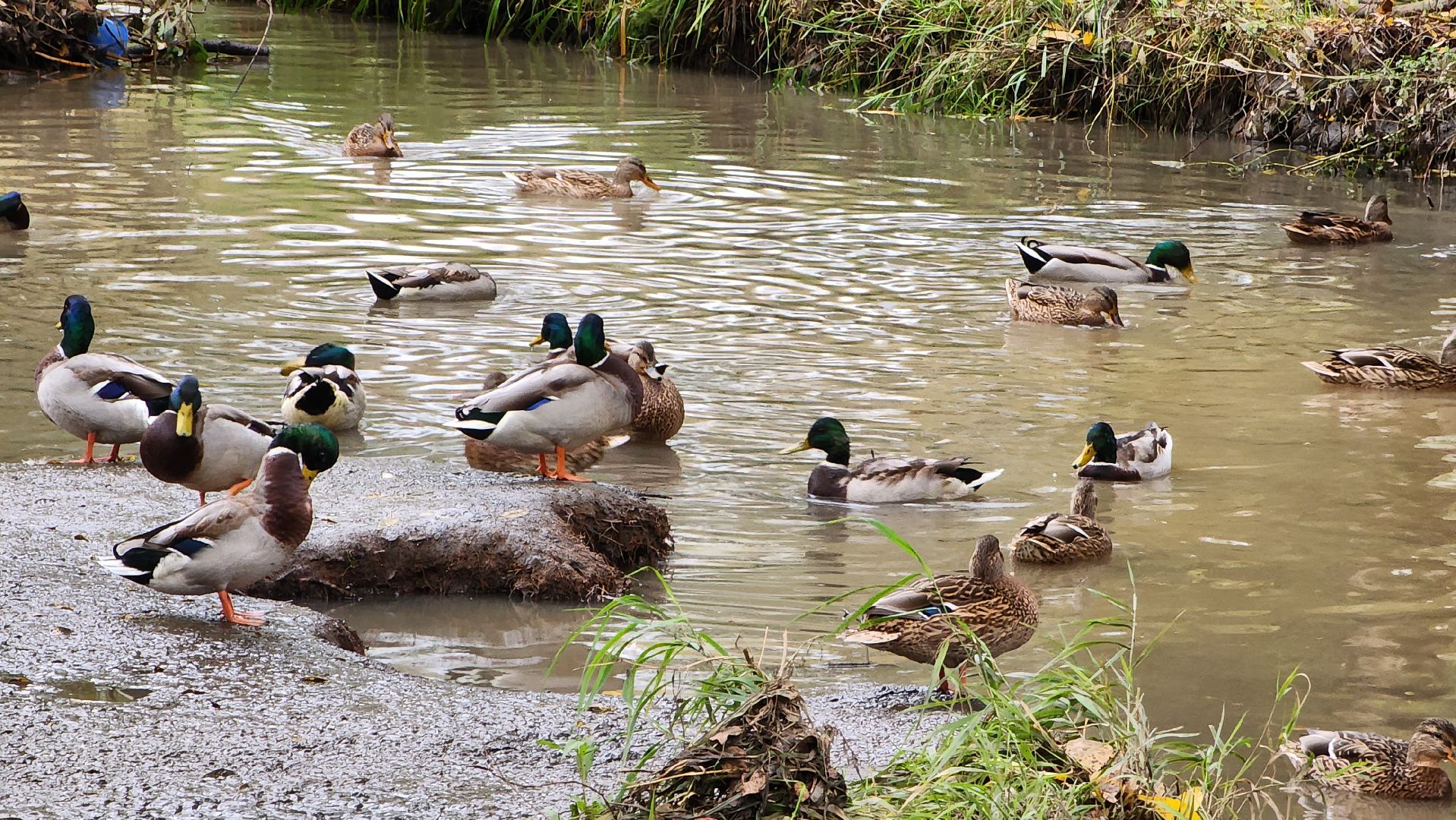 корм для уток, автоматы с кормом,Лобня,