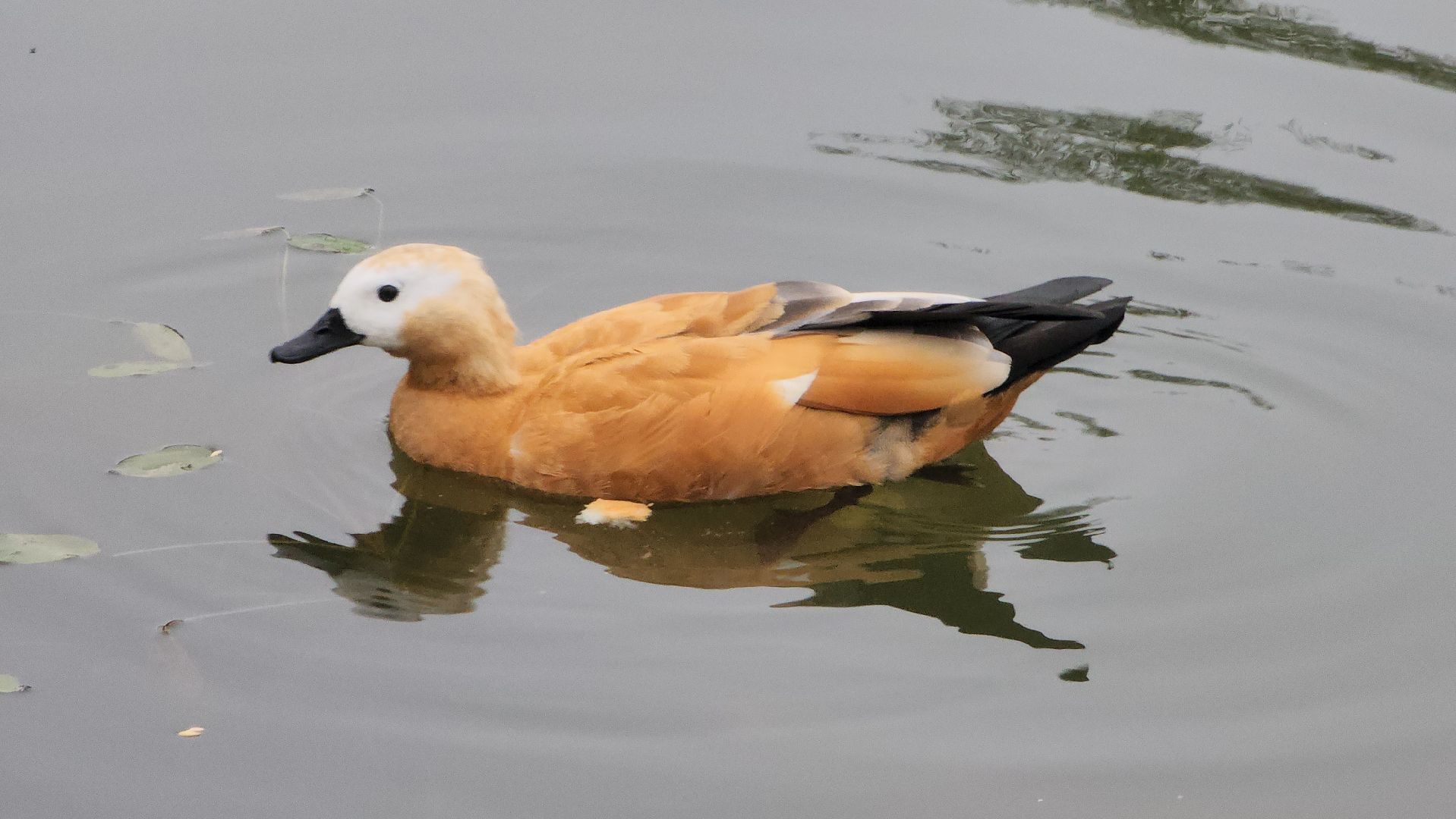 корм для уток, автоматы с кормом,Лобня,