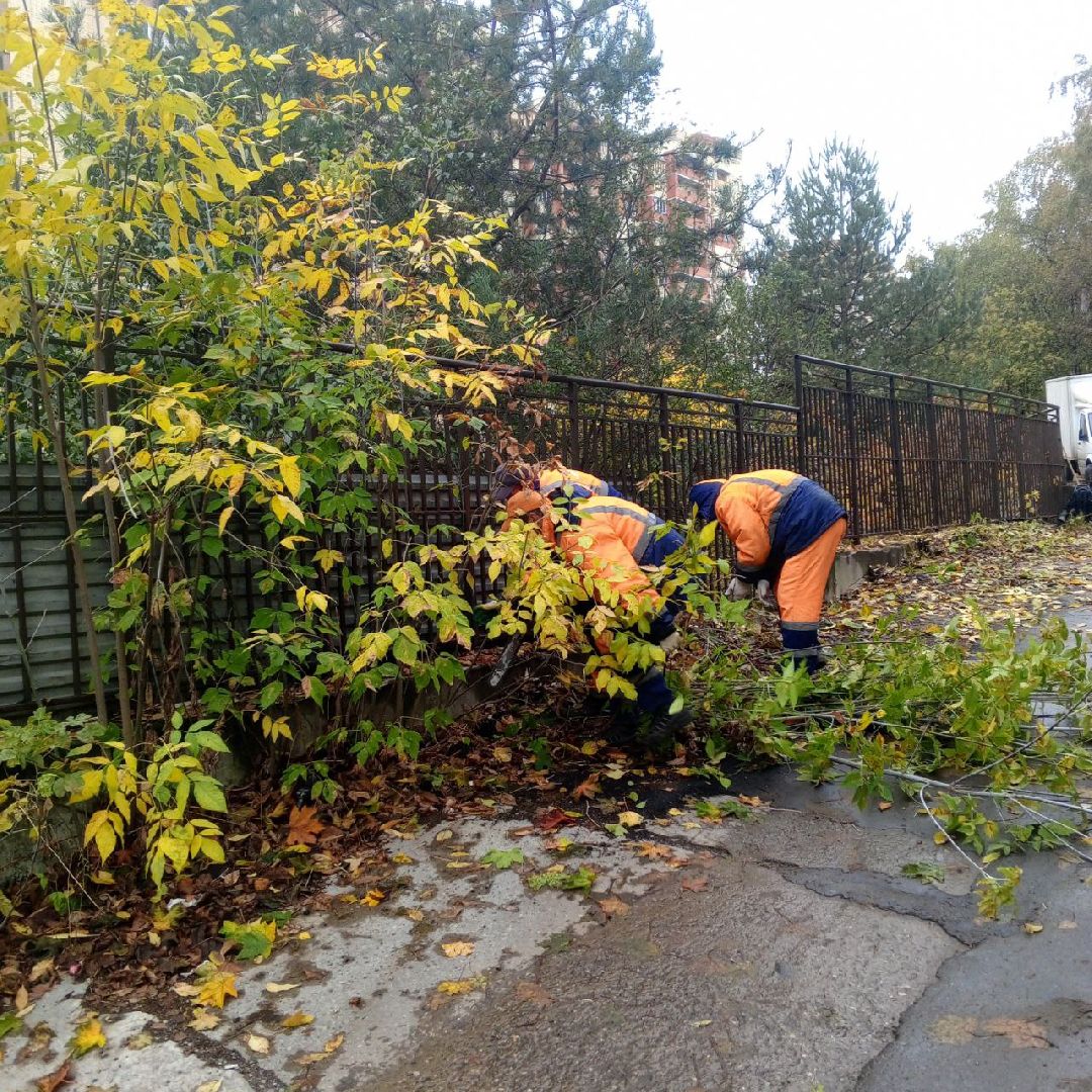 пушкино, добродел, пни, удаление деревьев, удаление сухостоя, благоустройство, заявка жителей,