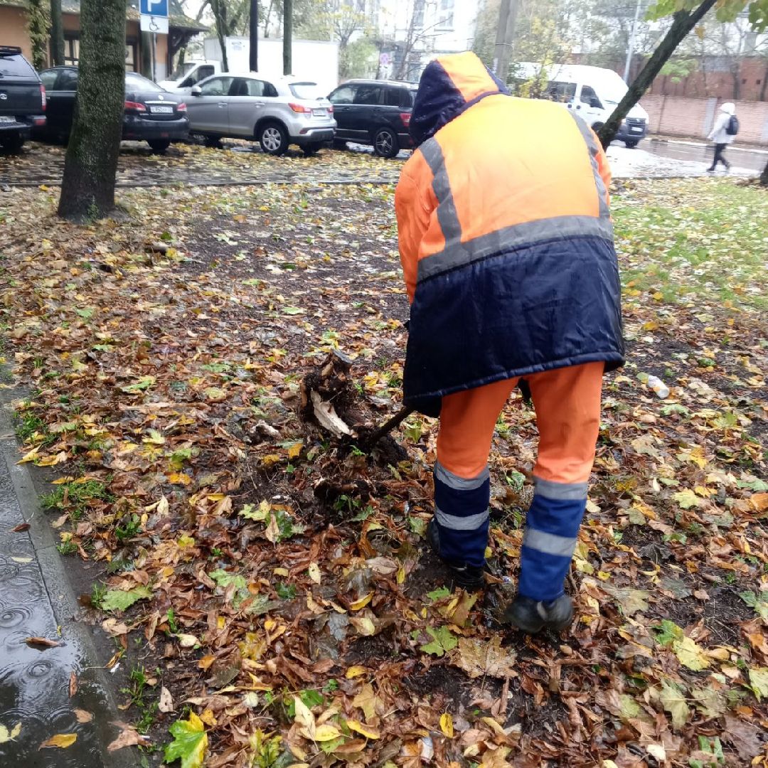 пушкино, добродел, пни, удаление деревьев, удаление сухостоя, благоустройство, заявка жителей,