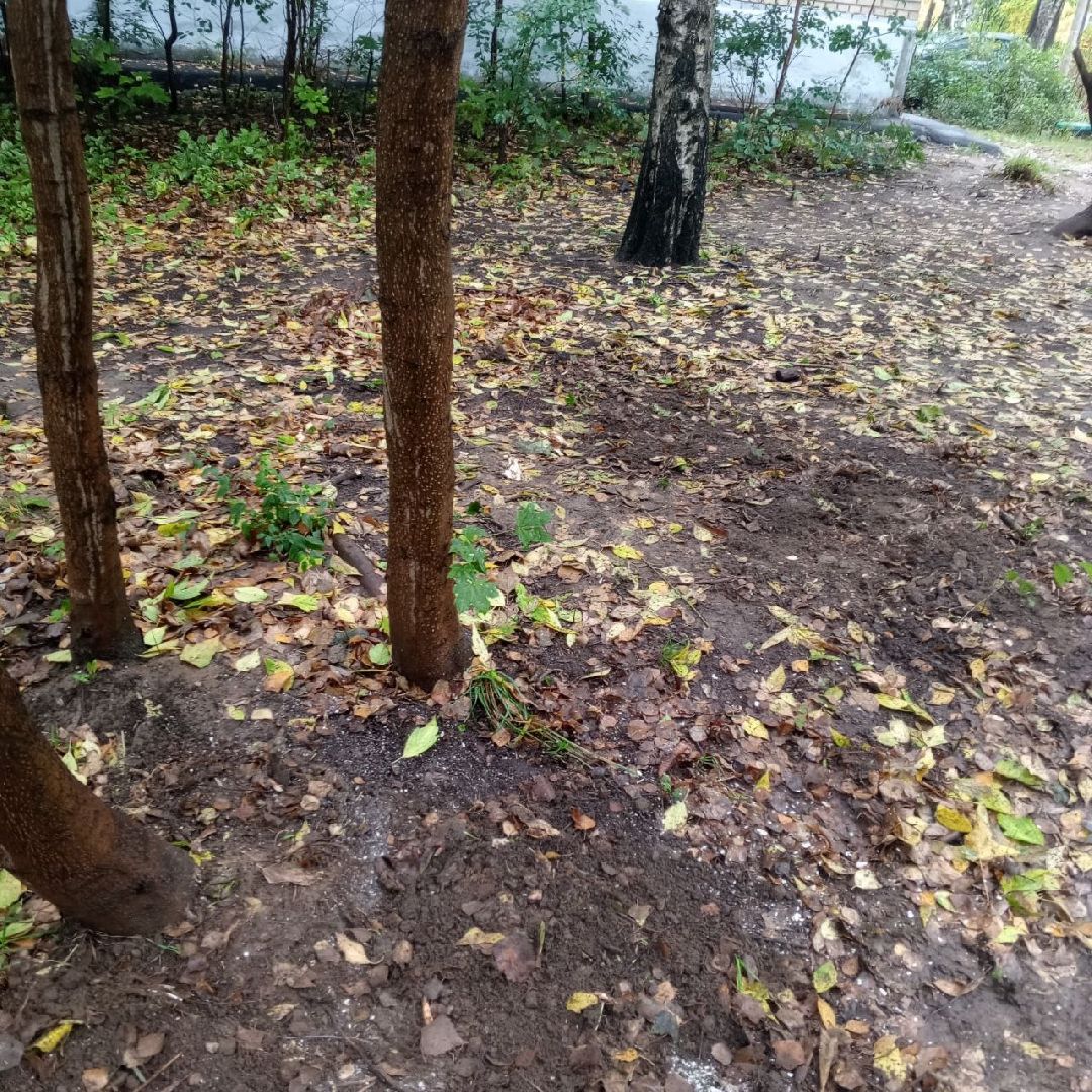 пушкино, добродел, пни, удаление деревьев, удаление сухостоя, благоустройство, заявка жителей,