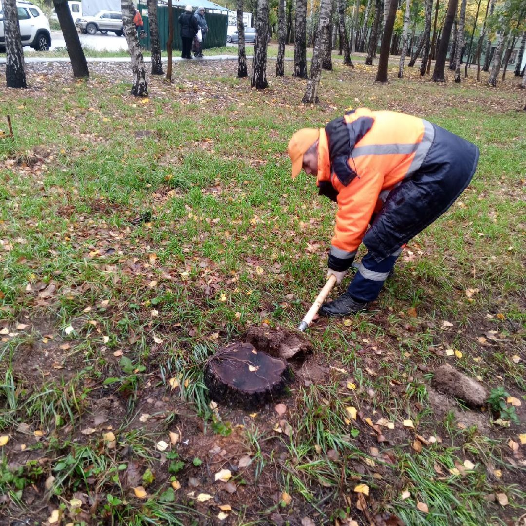 пушкино, добродел, пни, удаление деревьев, удаление сухостоя, благоустройство, заявка жителей,