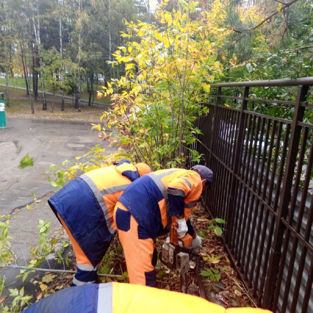 пушкино, добродел, пни, удаление деревьев, удаление сухостоя, благоустройство, заявка жителей,