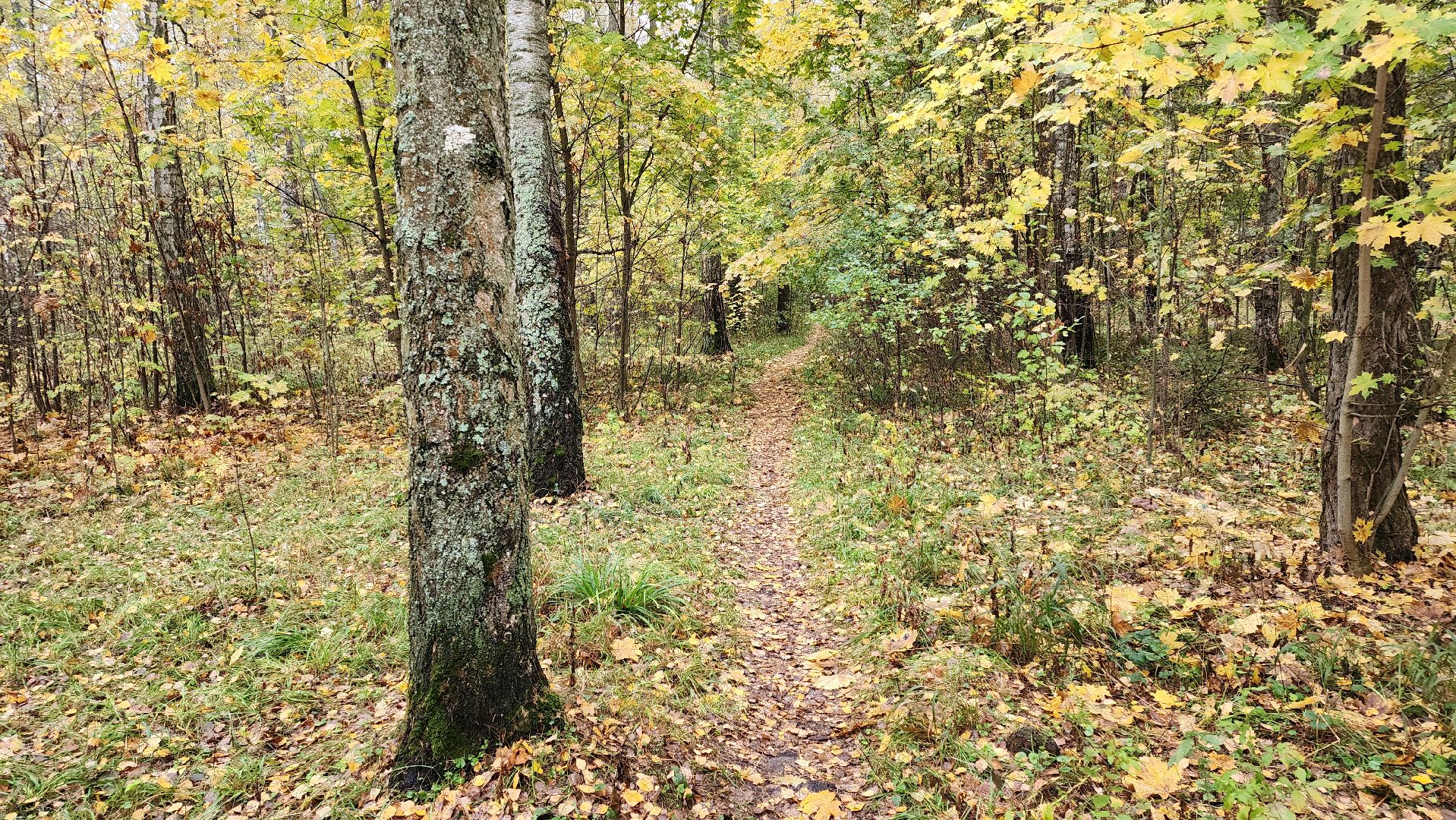 кашира, берёзовая роща, субботник, выездная администрация,