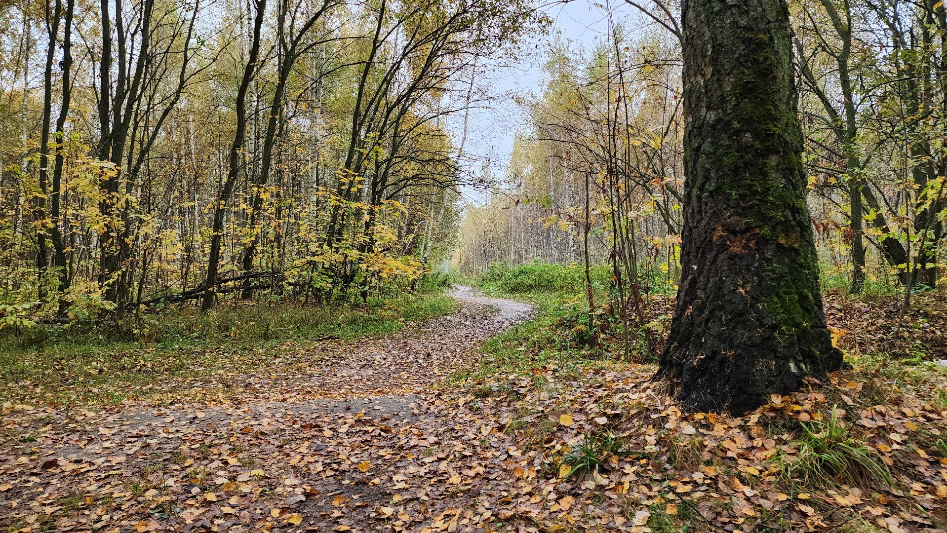 кашира, берёзовая роща, субботник, выездная администрация,