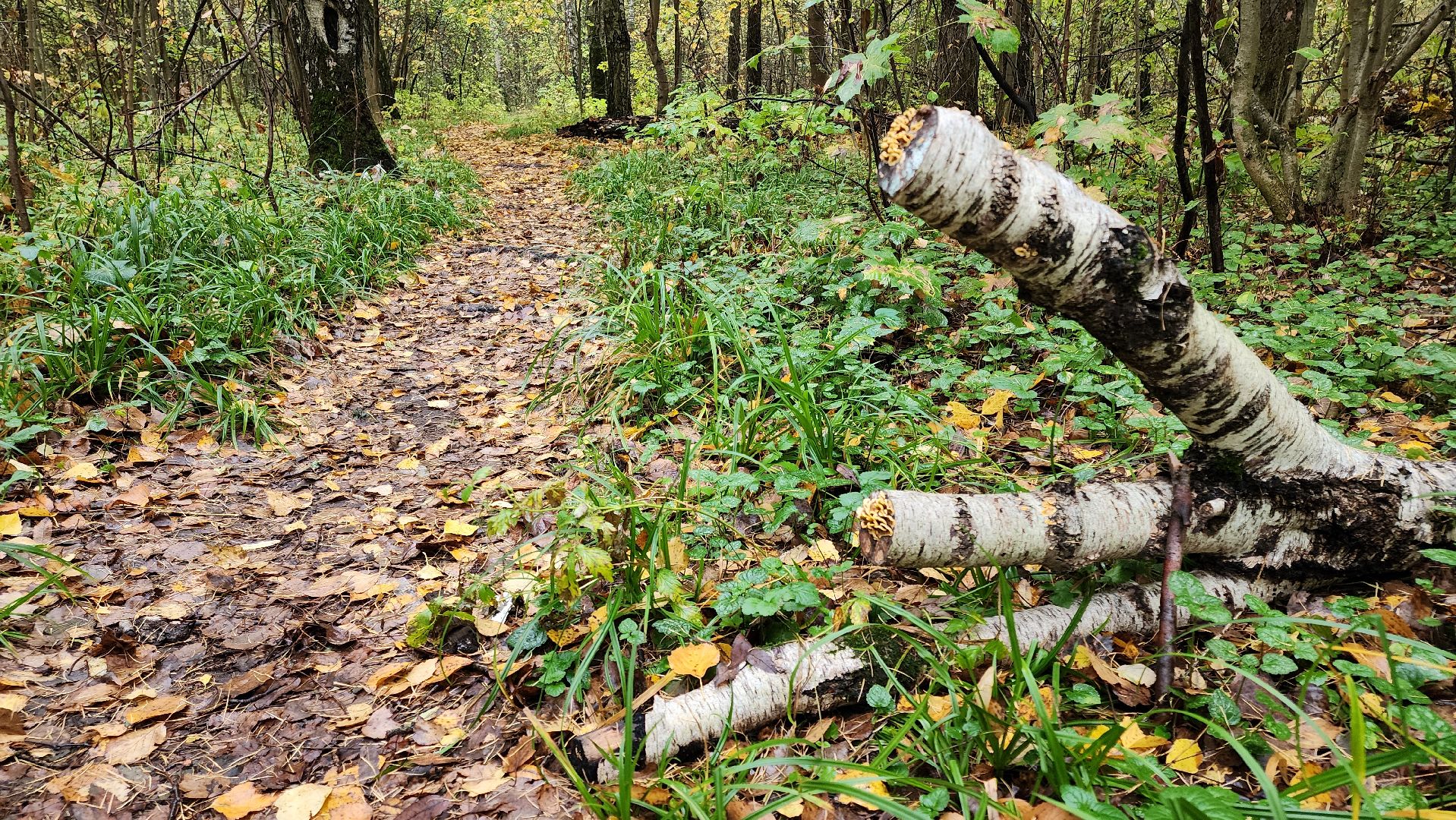кашира, берёзовая роща, субботник, выездная администрация,
