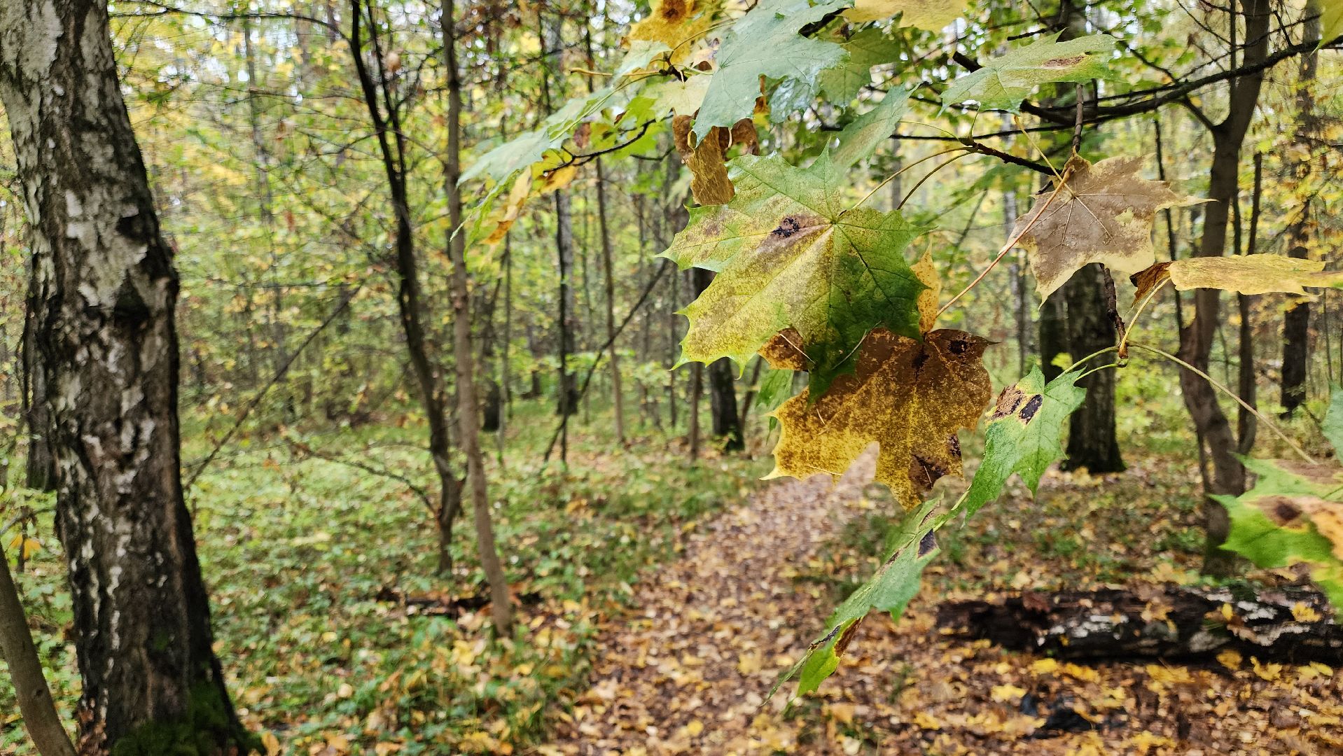 кашира, берёзовая роща, субботник, выездная администрация,