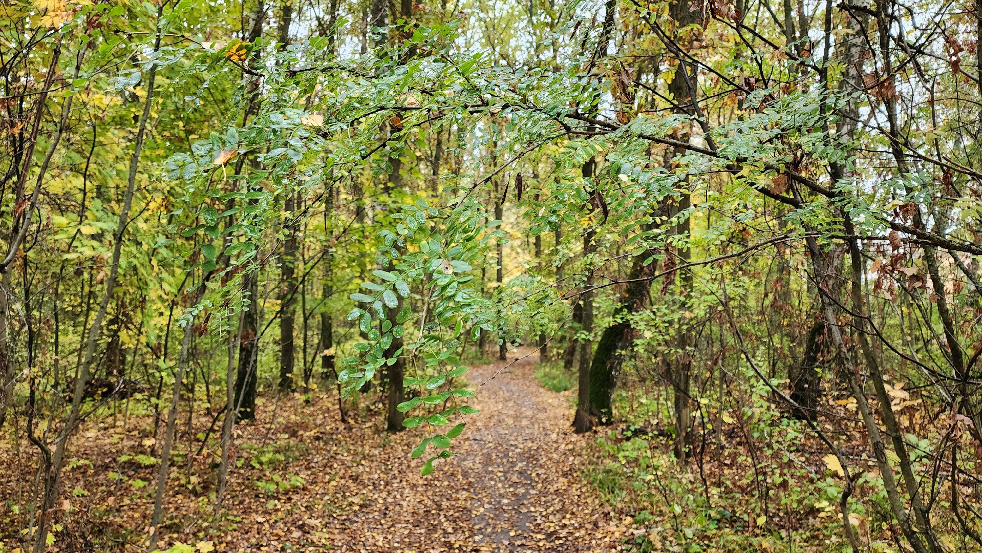 кашира, берёзовая роща, субботник, выездная администрация,