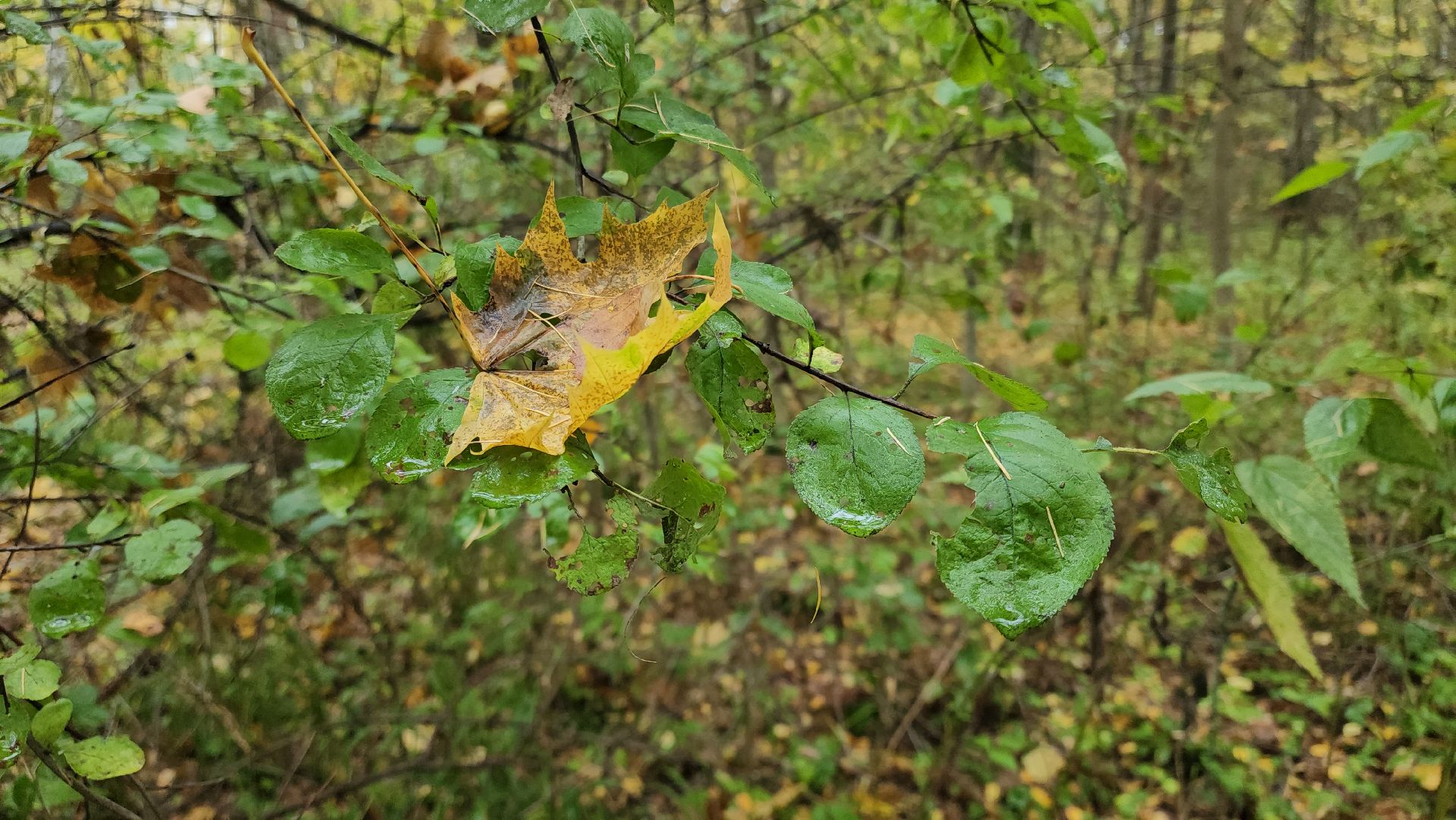 кашира, берёзовая роща, субботник, выездная администрация,