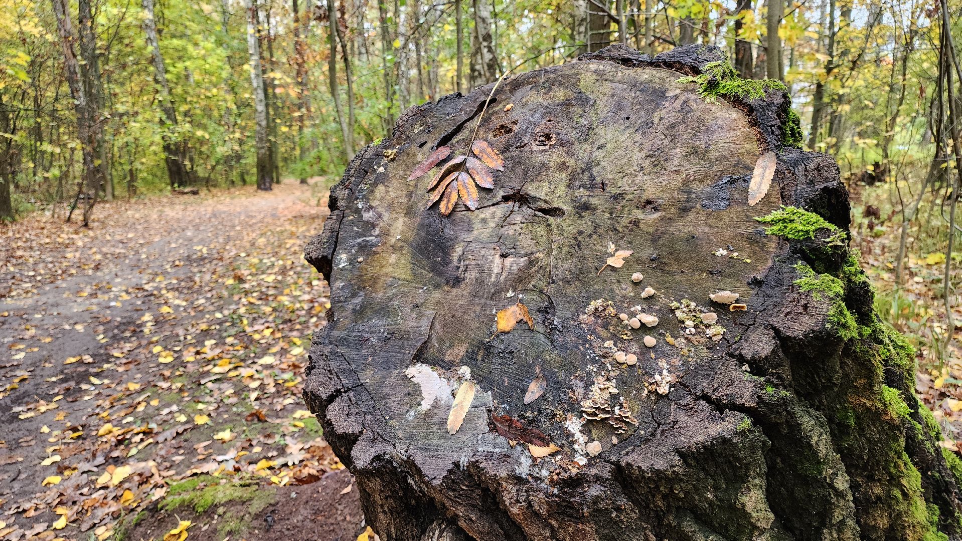кашира, берёзовая роща, субботник, выездная администрация,