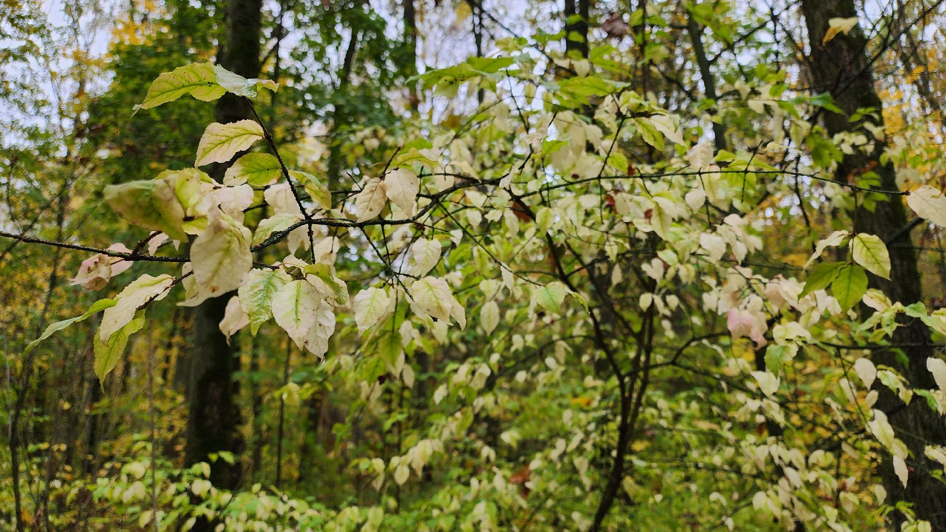 кашира, берёзовая роща, субботник, выездная администрация,