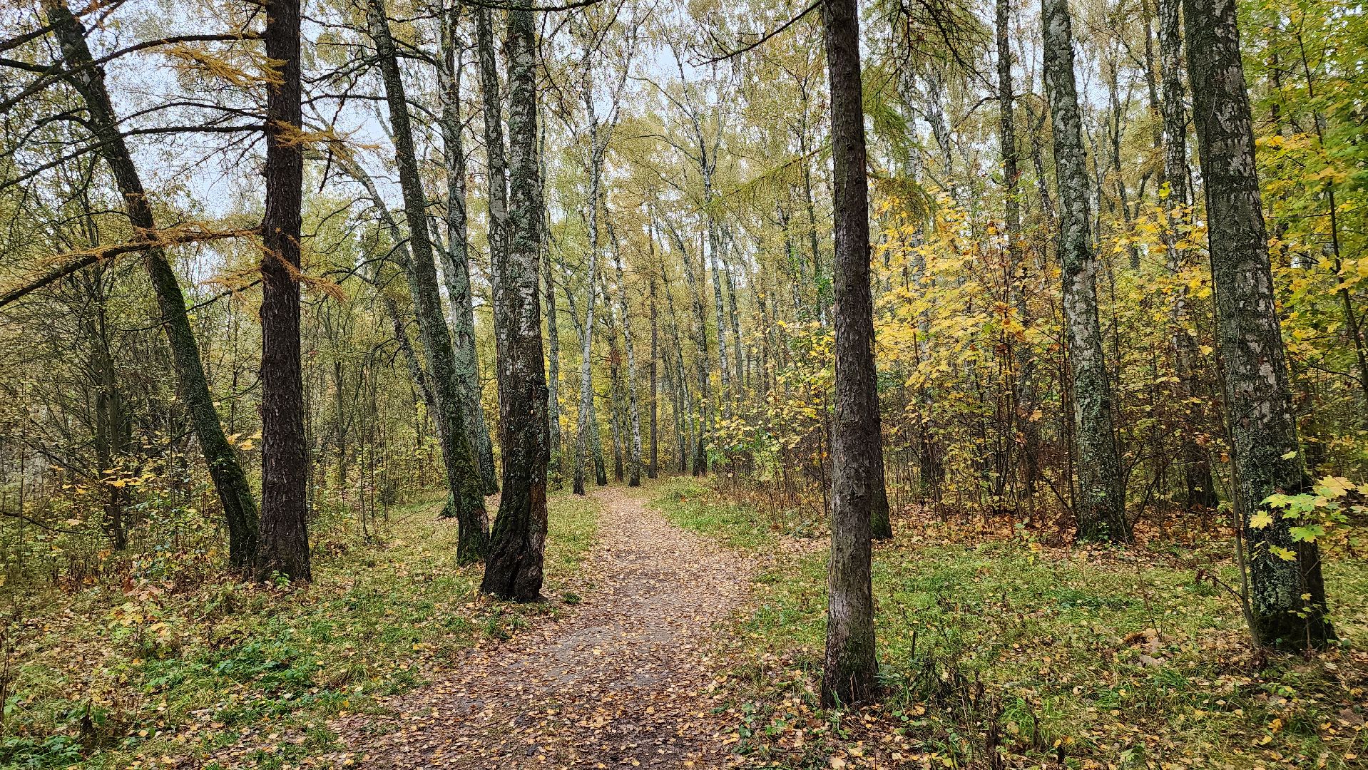 кашира, берёзовая роща, субботник, выездная администрация,