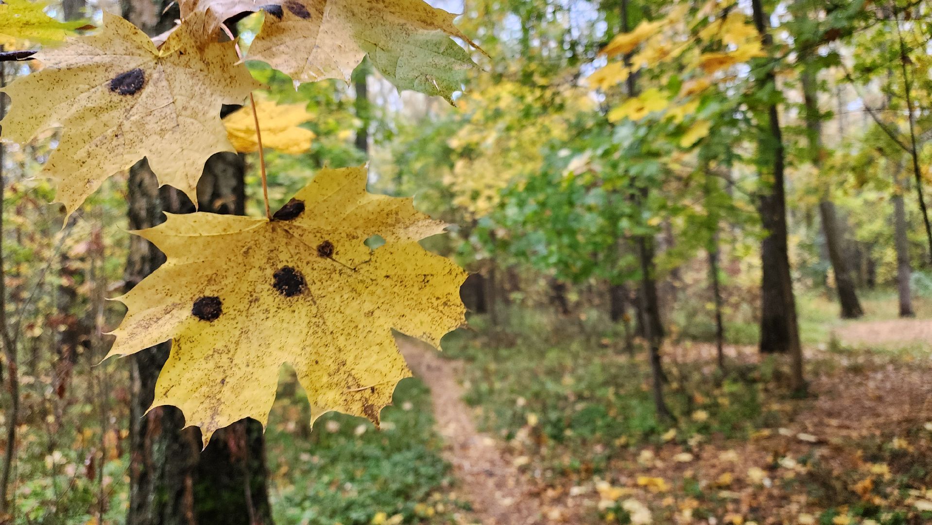 кашира, берёзовая роща, субботник, выездная администрация,