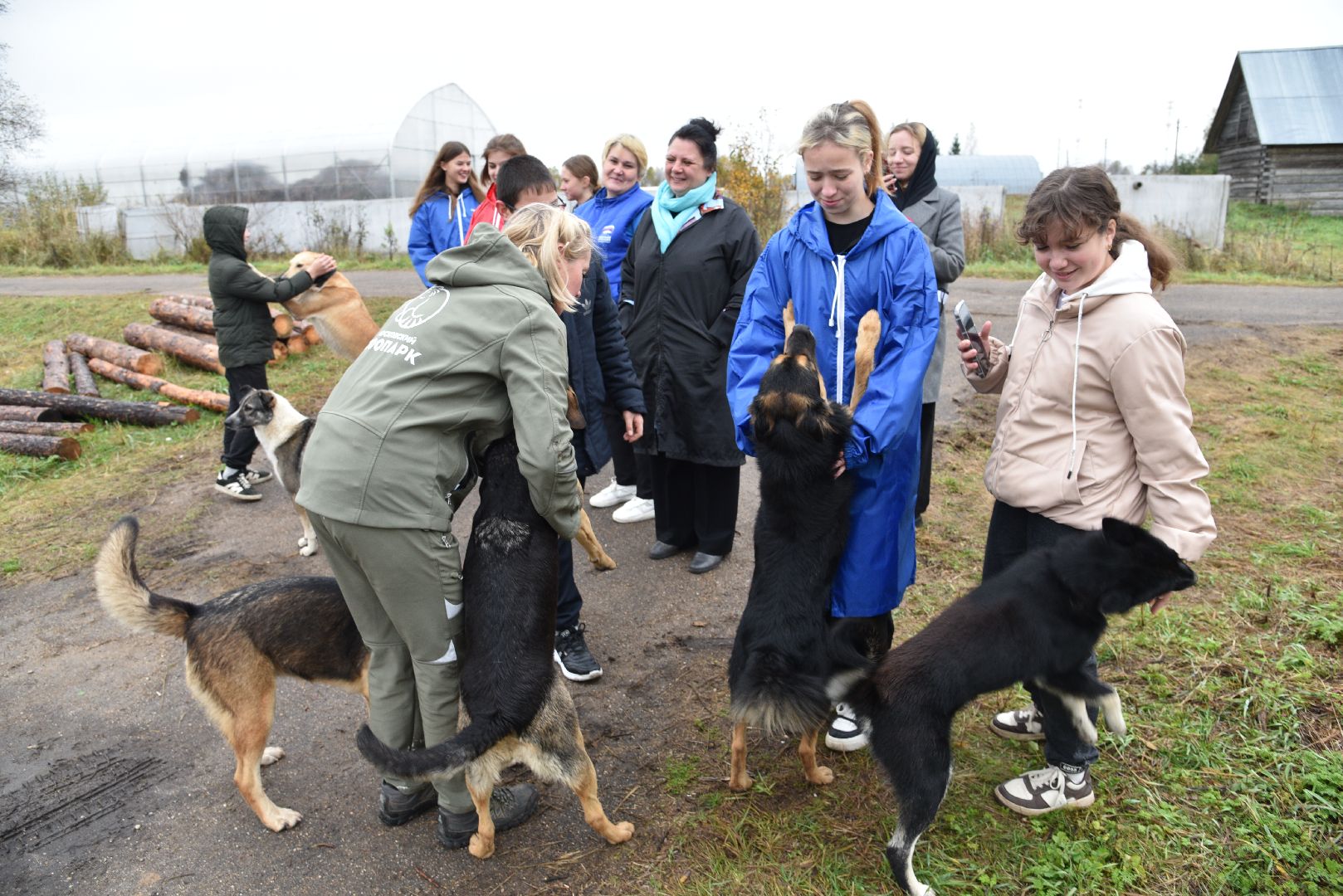 лотошино, собаки, дети, животные,