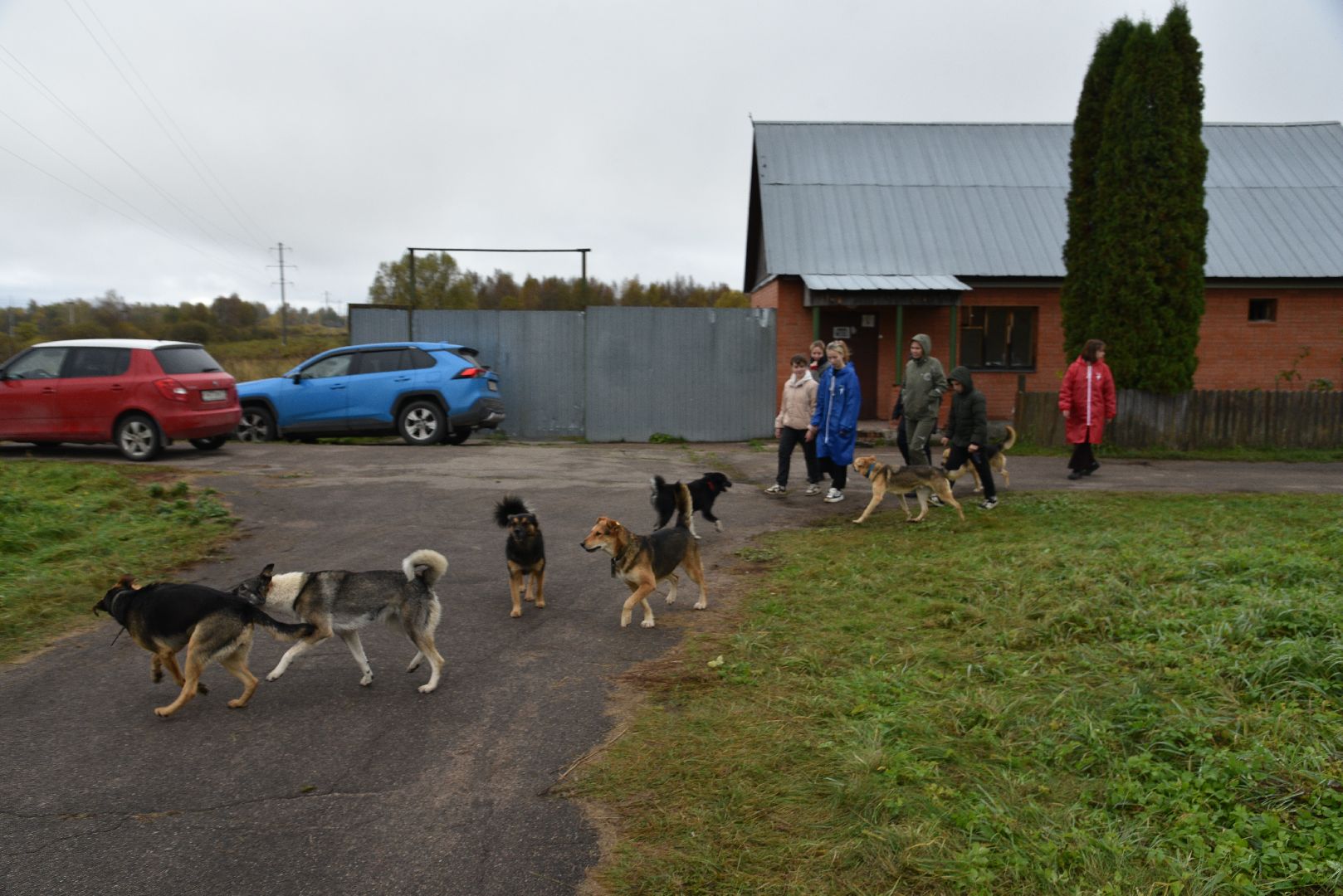 лотошино, собаки, дети, животные,
