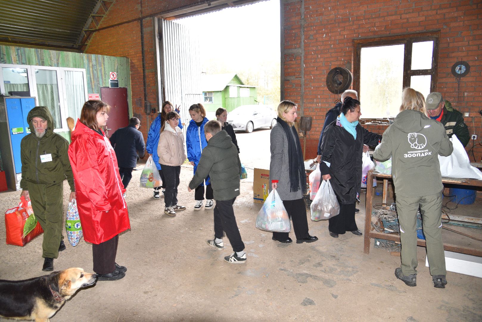 лотошино, собаки, дети, животные,