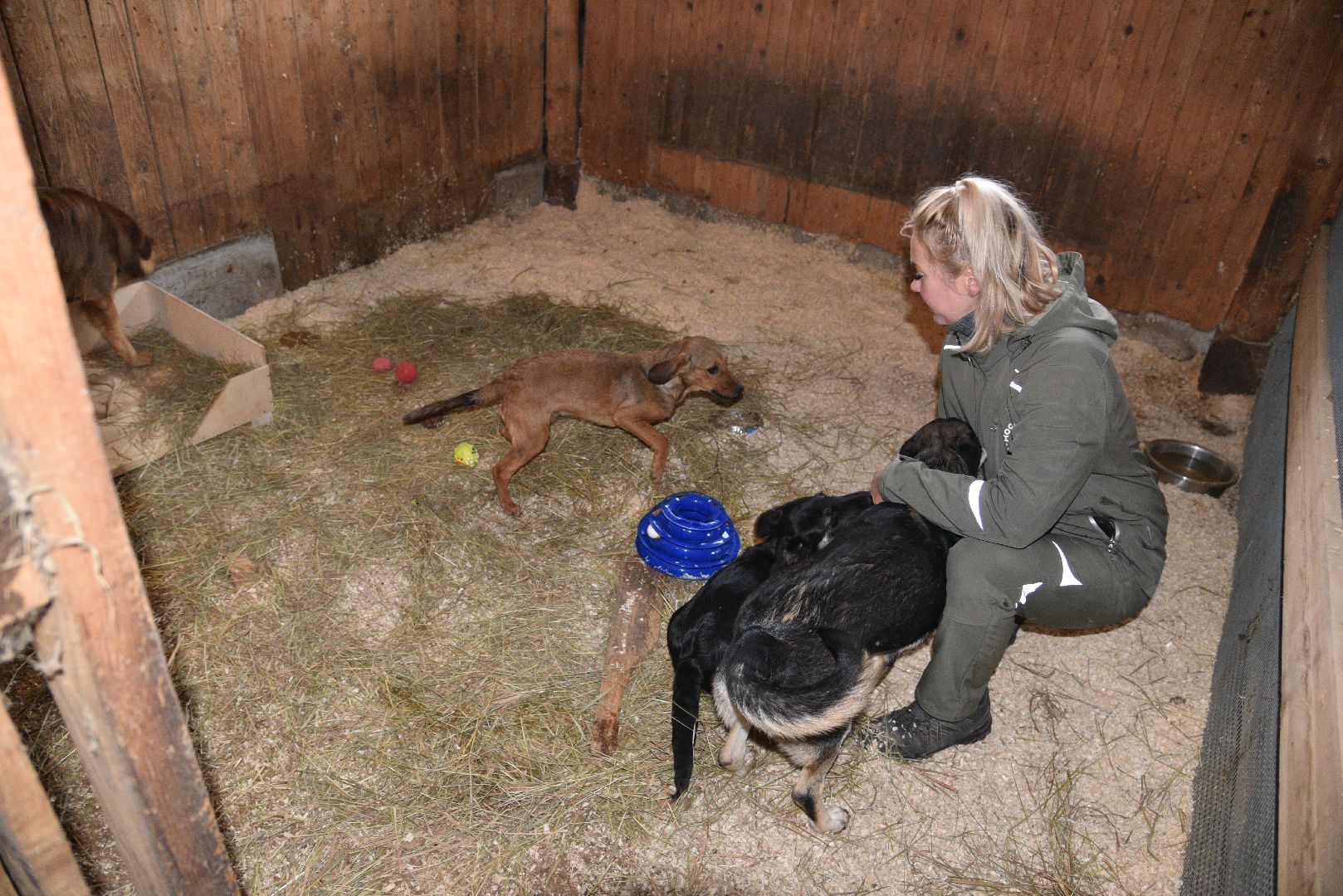 лотошино, собаки, дети, животные,