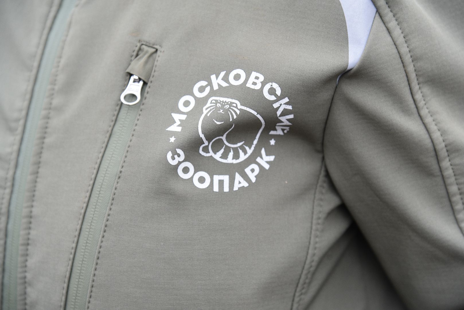 лотошино, собаки, дети, животные,