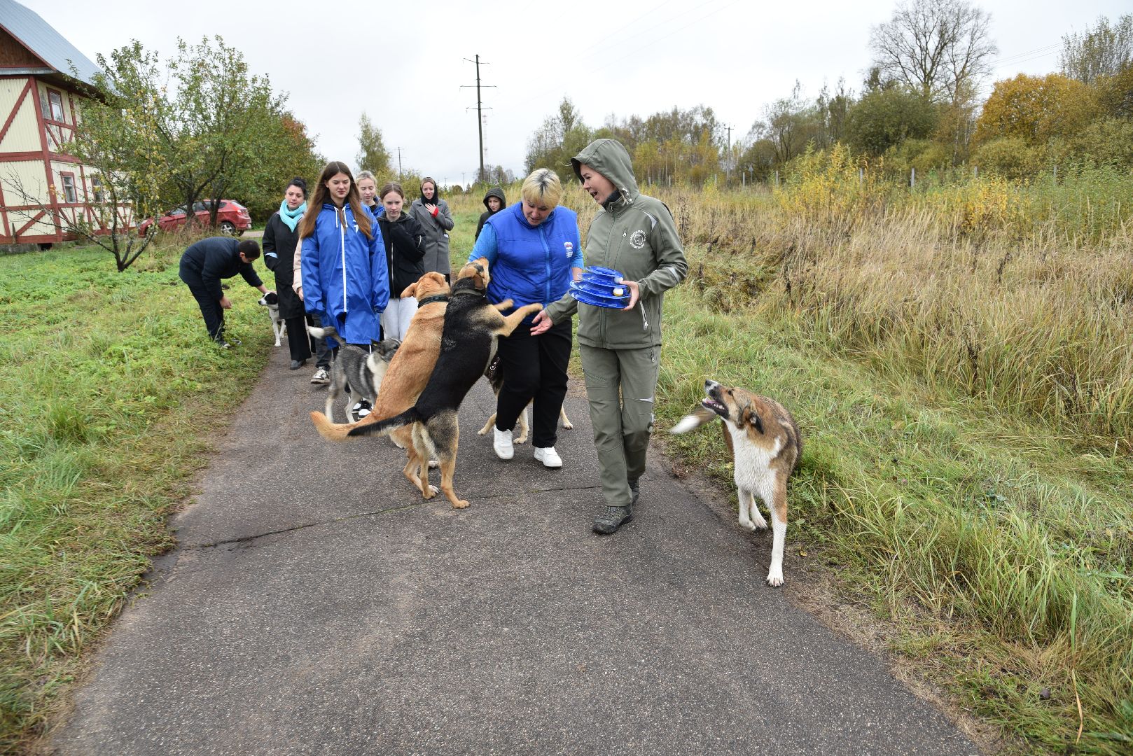 лотошино, собаки, дети, животные,