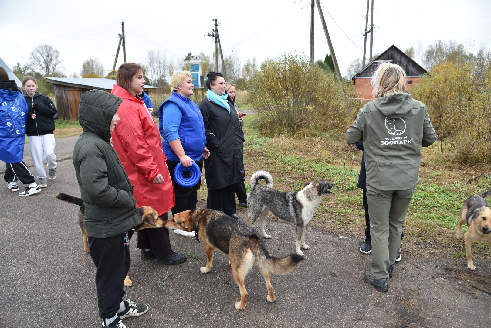 лотошино, собаки, дети, животные,