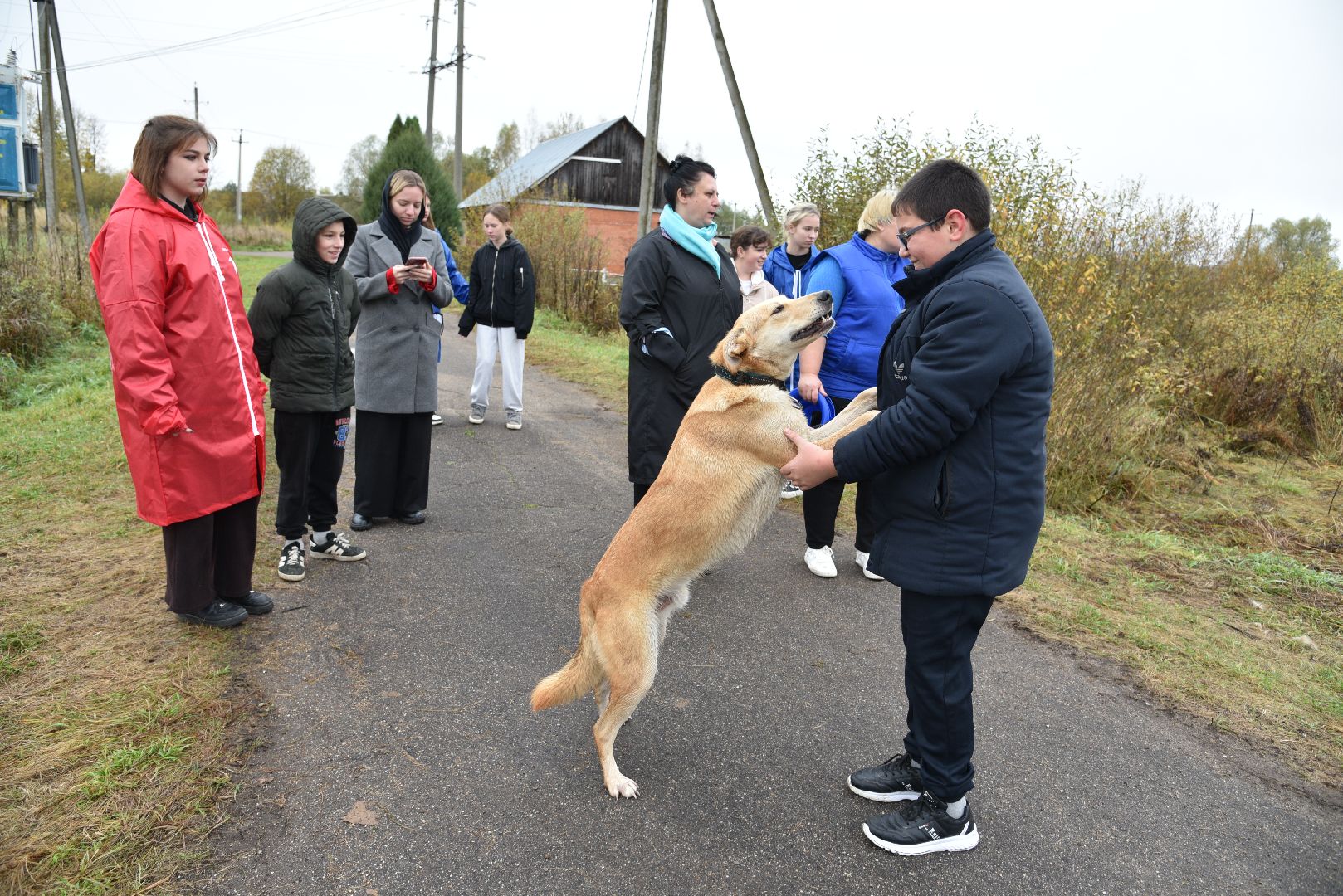лотошино, собаки, дети, животные,