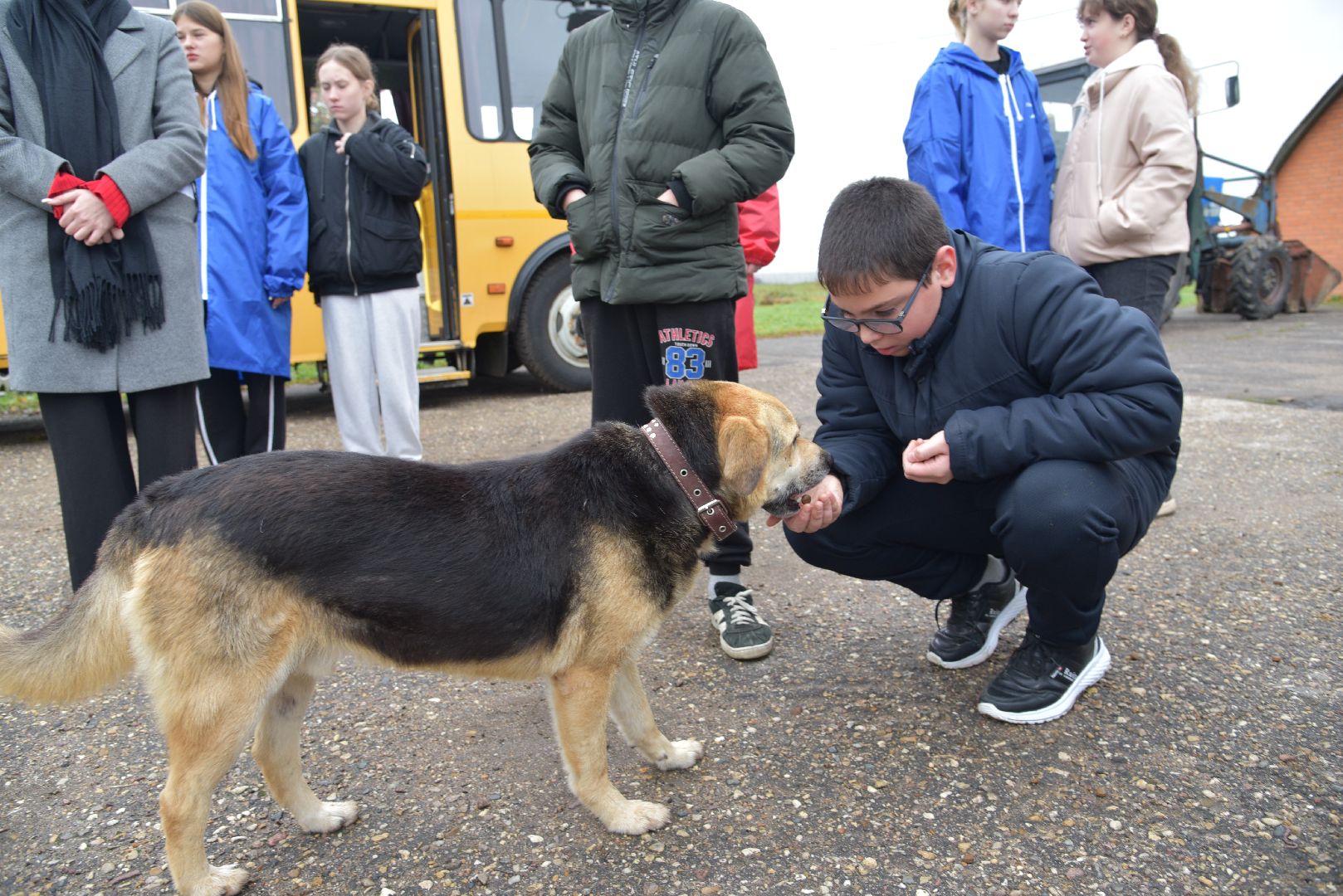 лотошино, собаки, дети, животные,