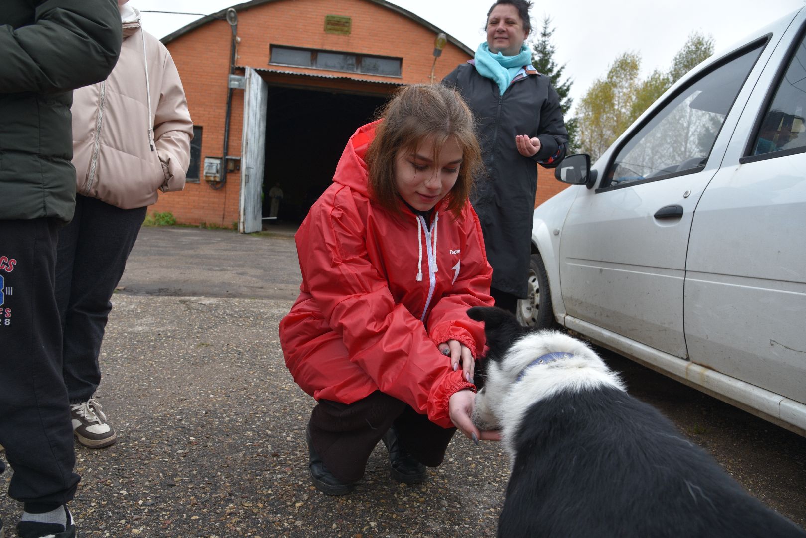 лотошино, собаки, дети, животные,