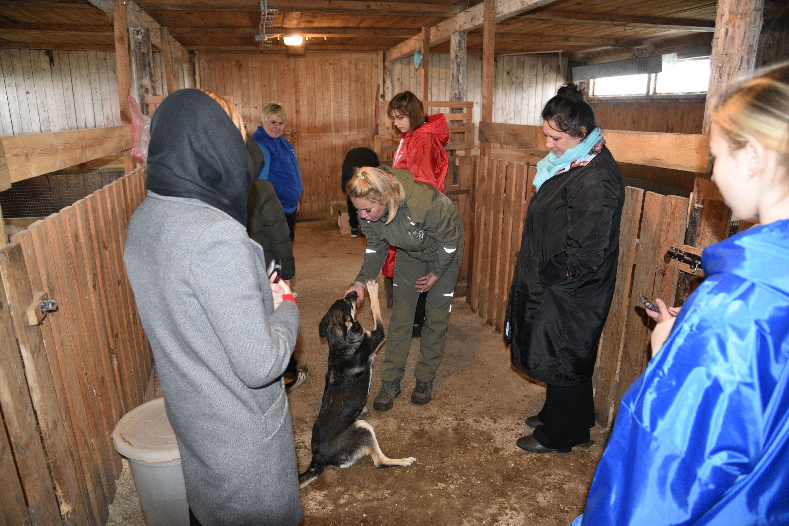 лотошино, собаки, дети, животные,