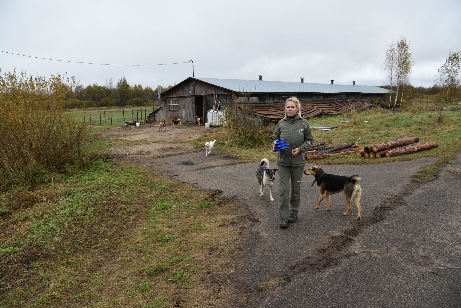 лотошино, собаки, дети, животные,