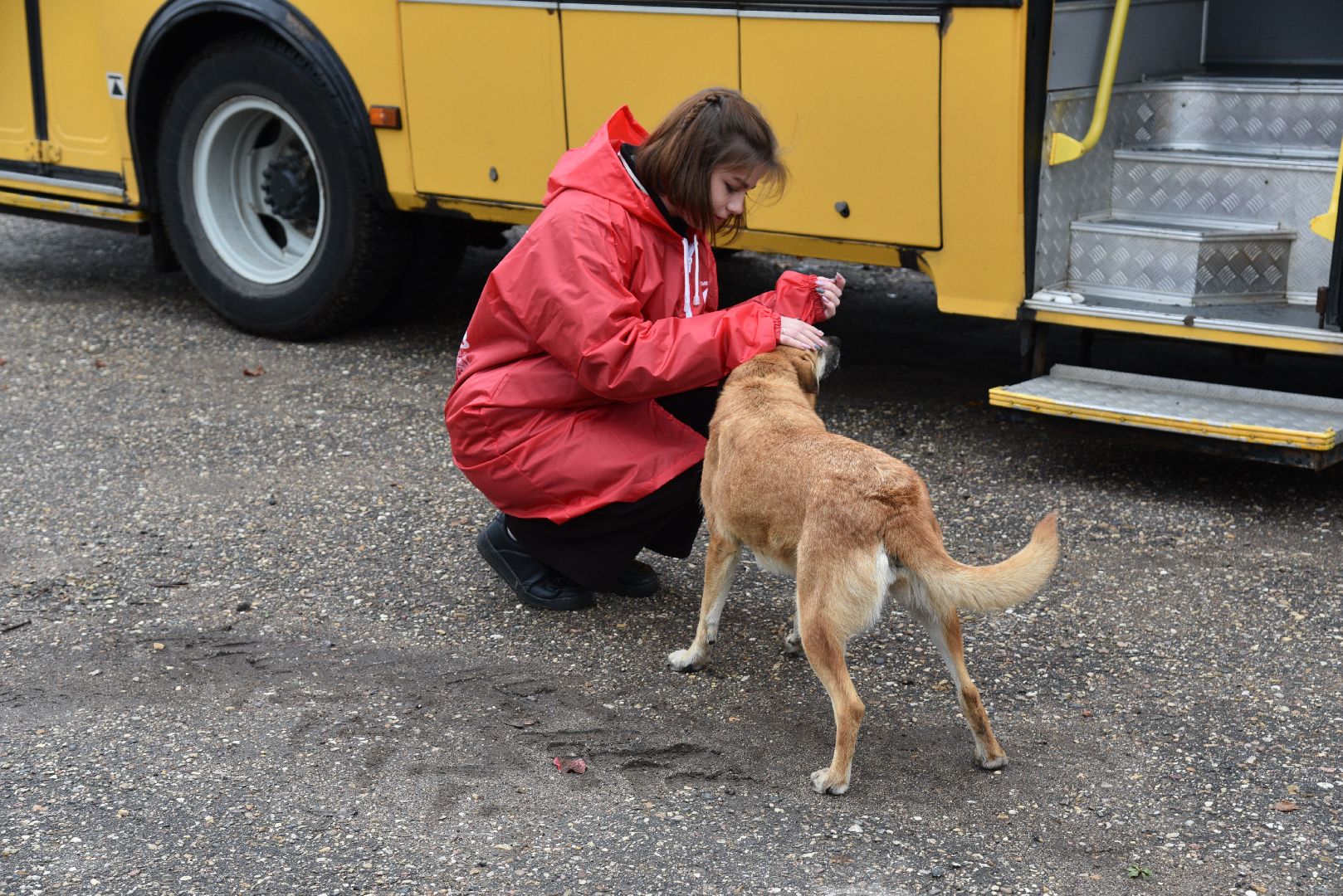 лотошино, собаки, дети, животные,