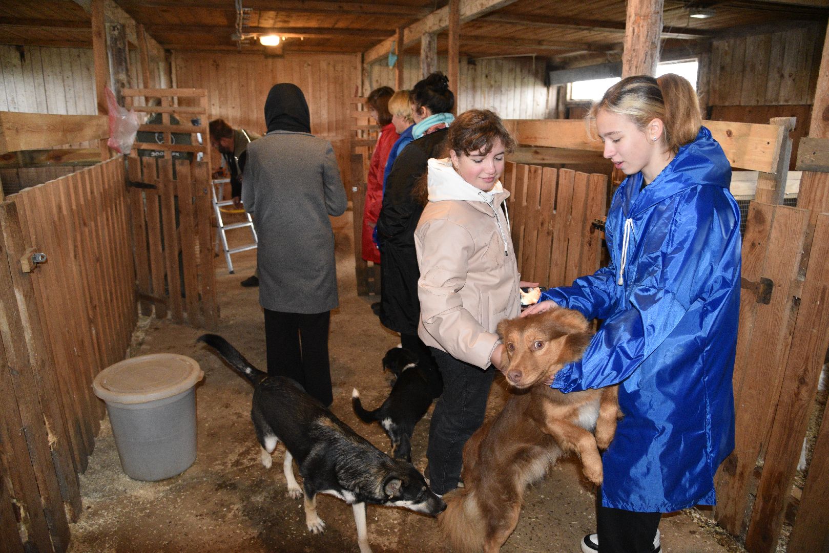лотошино, собаки, дети, животные,