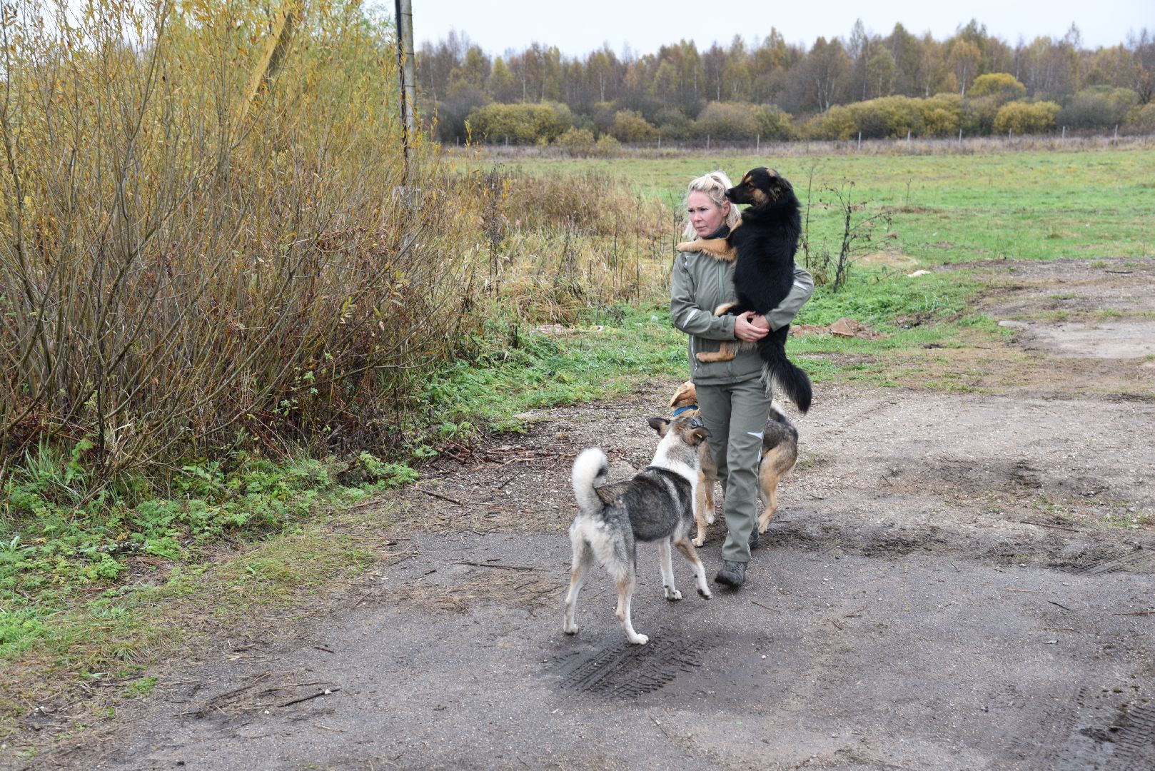 лотошино, собаки, дети, животные,