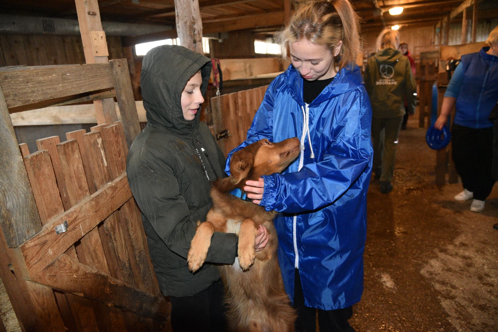 лотошино, собаки, дети, животные,