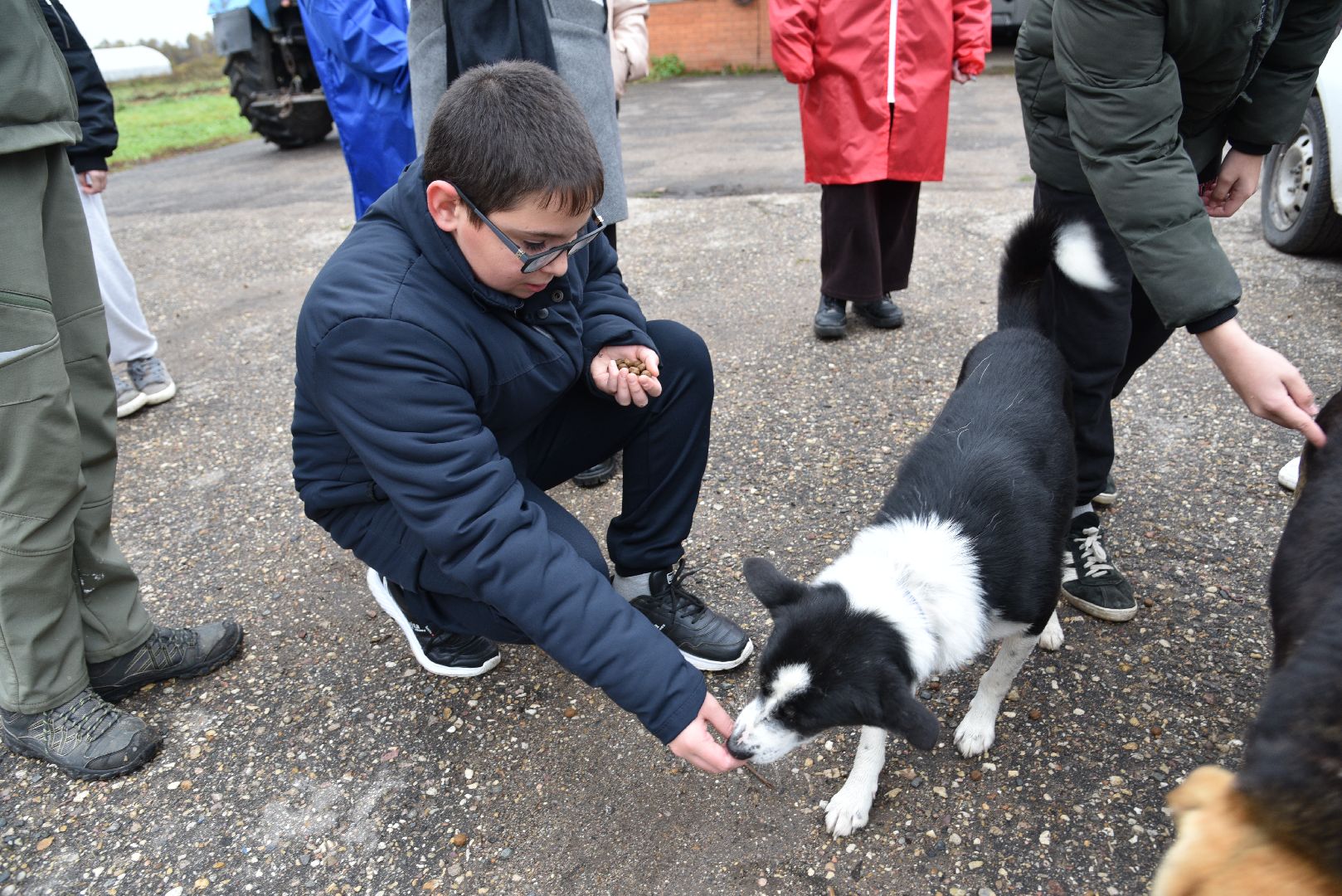 лотошино, собаки, дети, животные,