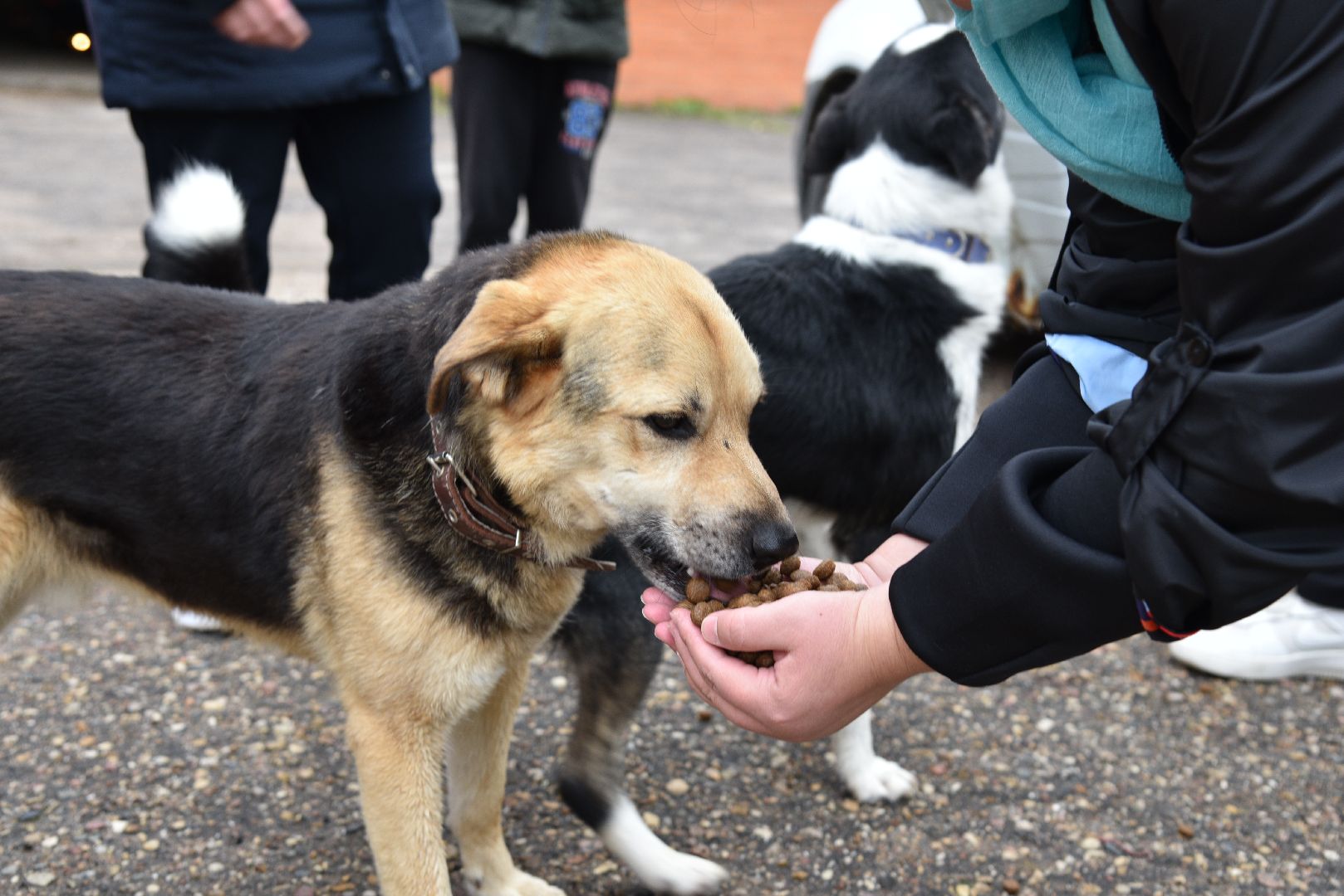 лотошино, собаки, дети, животные,