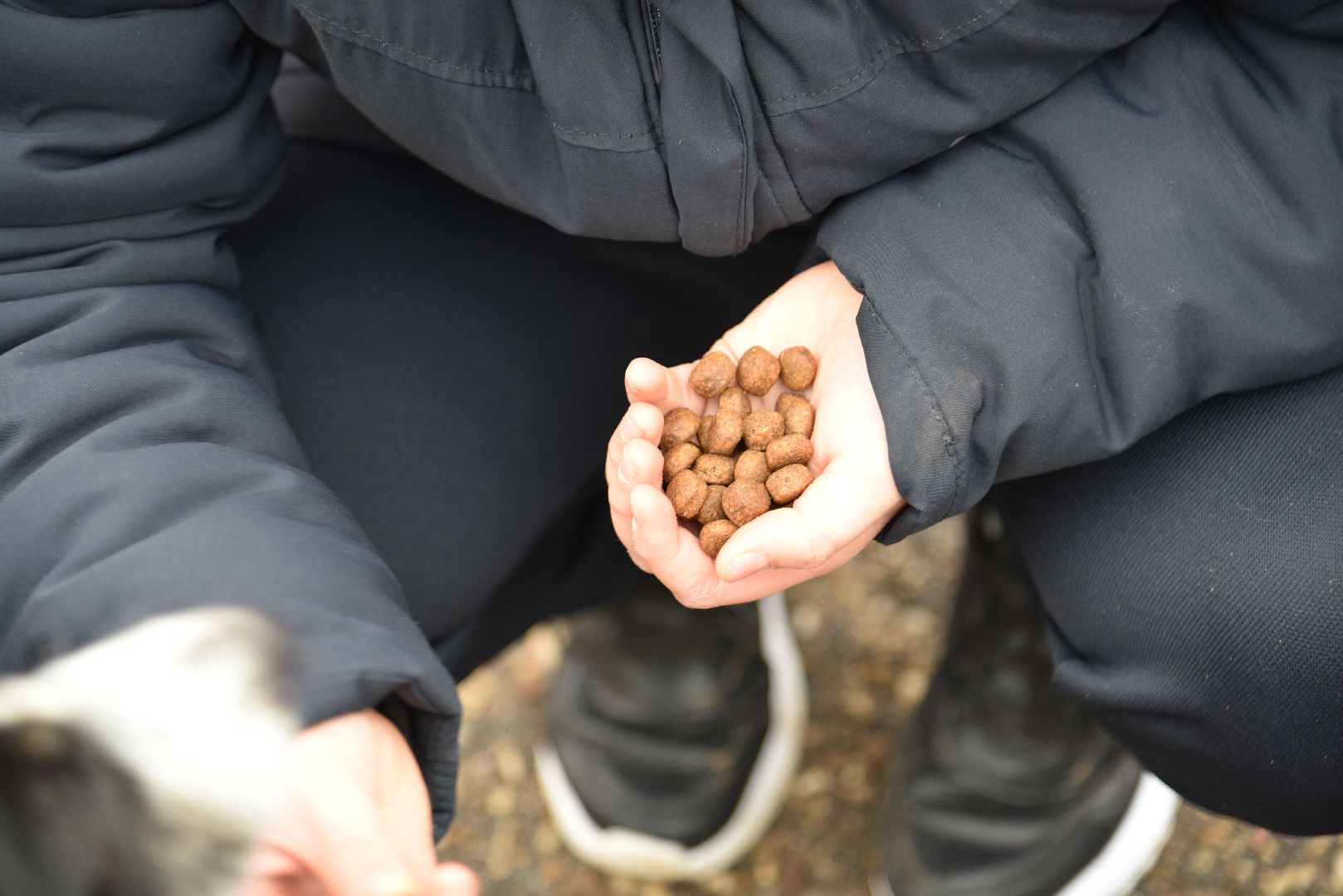 лотошино, собаки, дети, животные,