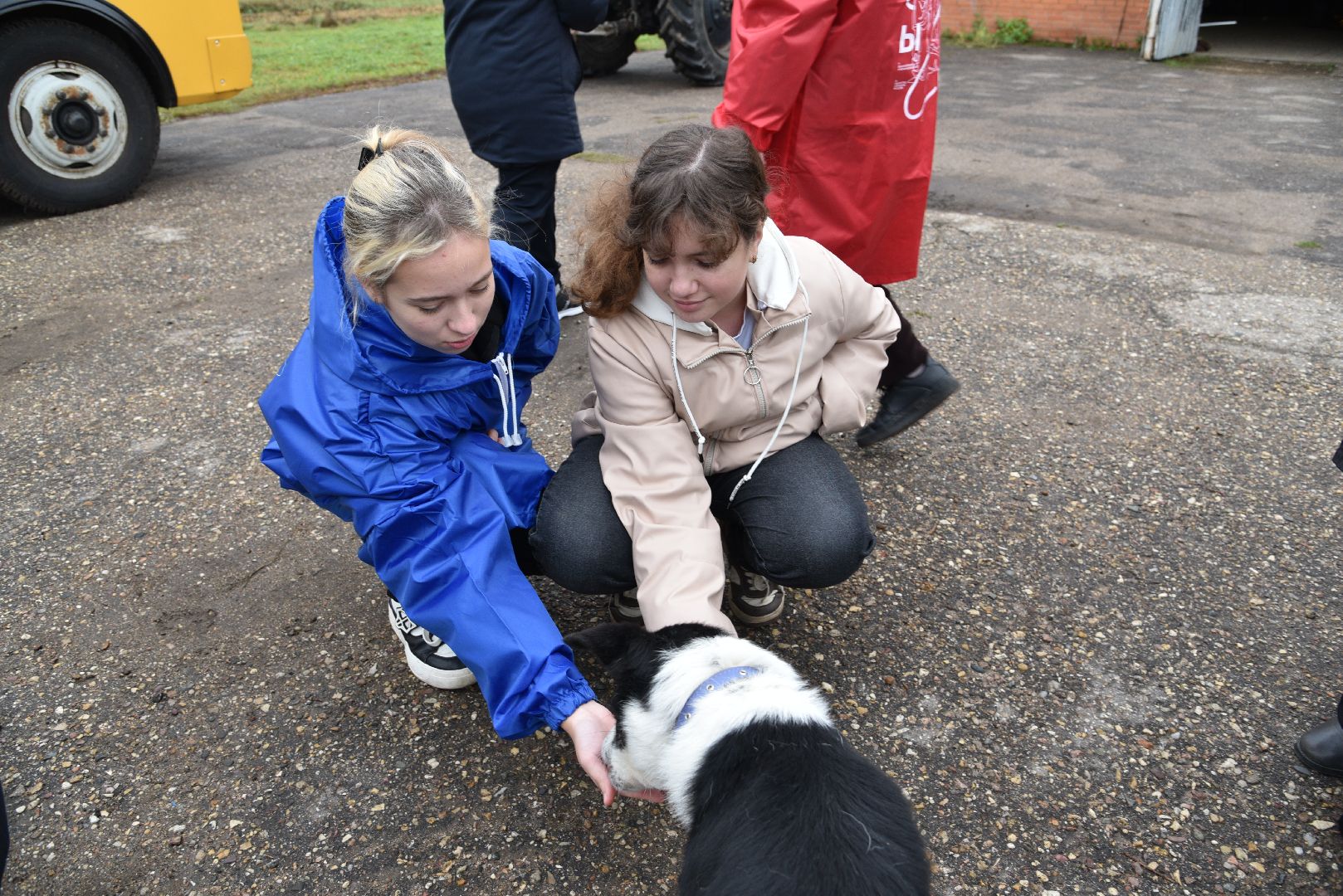 лотошино, собаки, дети, животные,