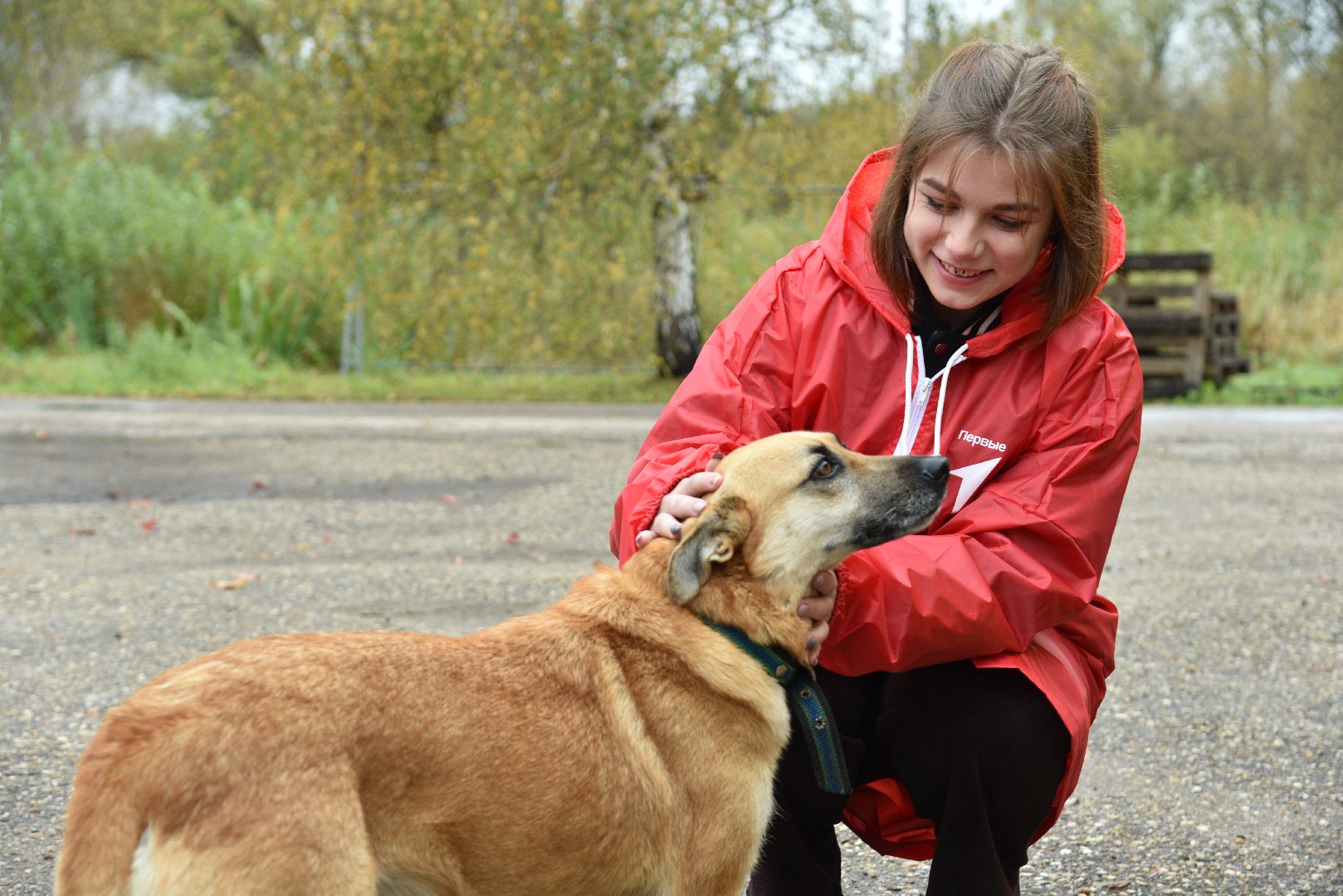 лотошино, собаки, дети, животные,