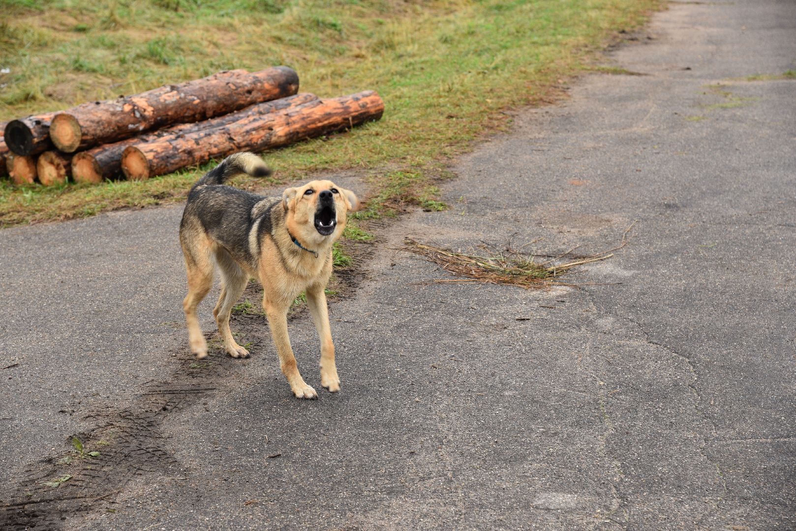 лотошино, собаки, дети, животные,