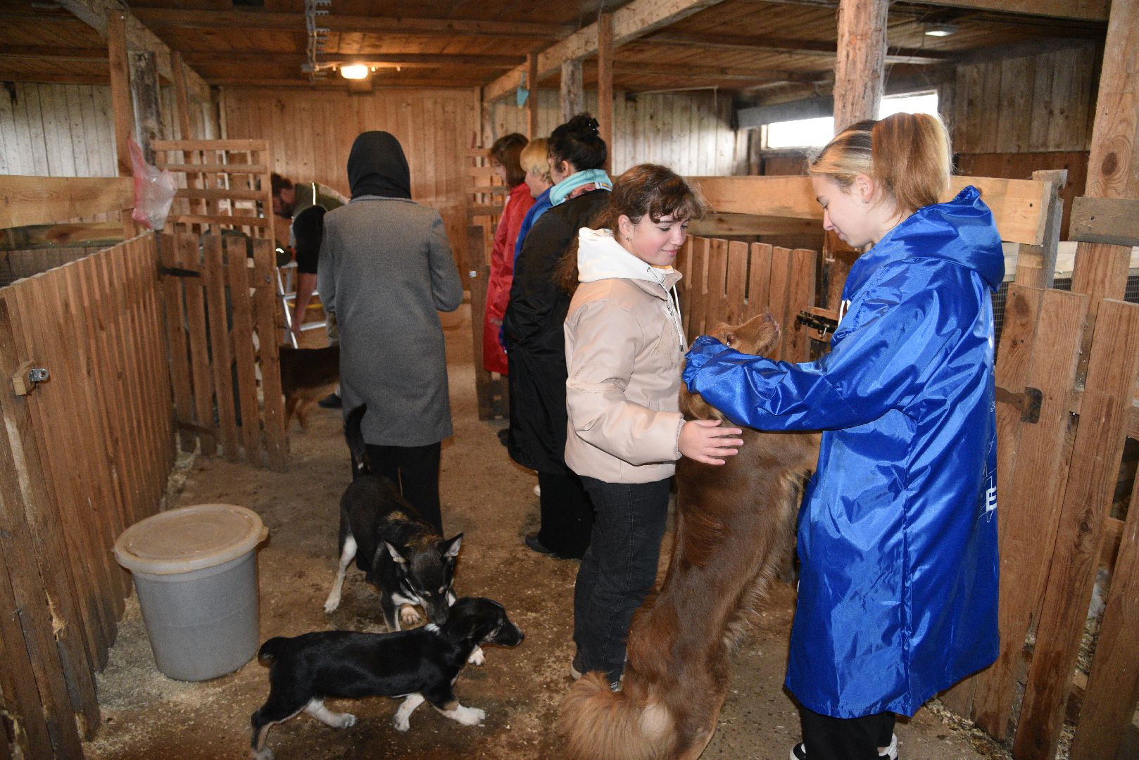 лотошино, собаки, дети, животные,