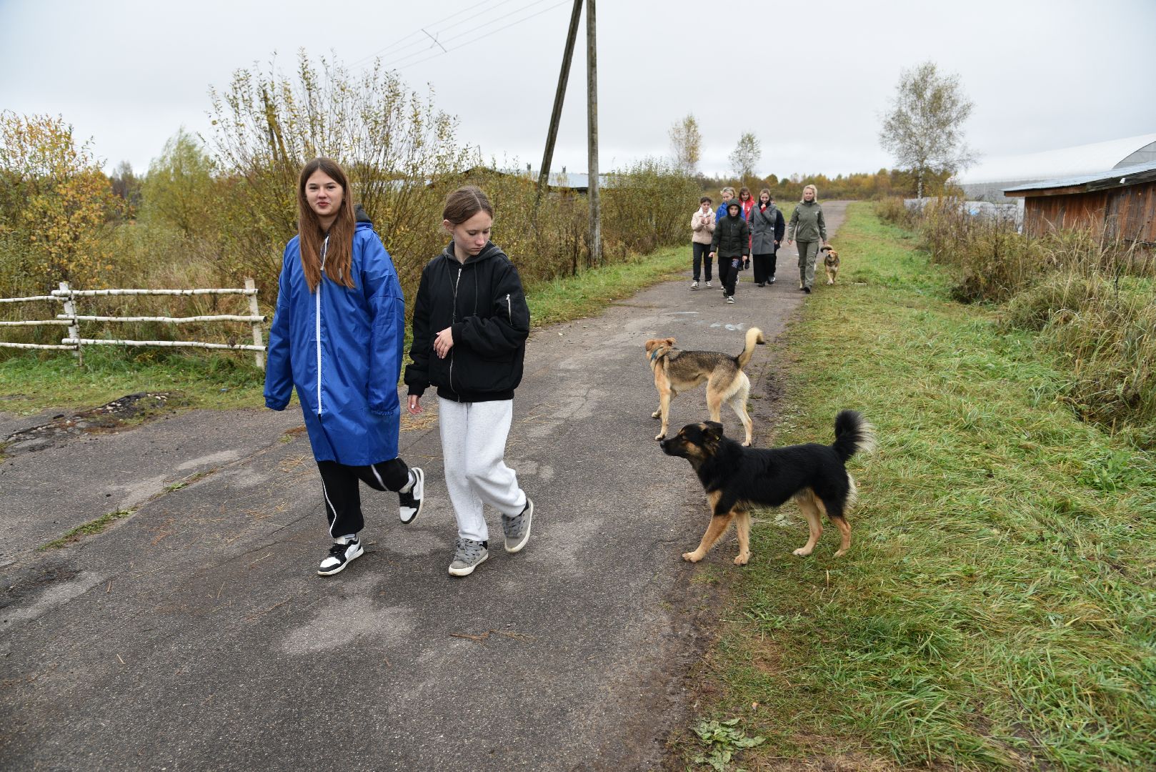 лотошино, собаки, дети, животные,