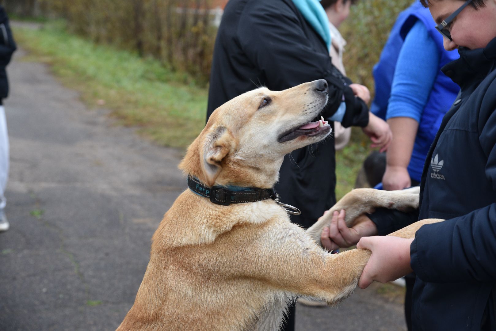 лотошино, собаки, дети, животные,